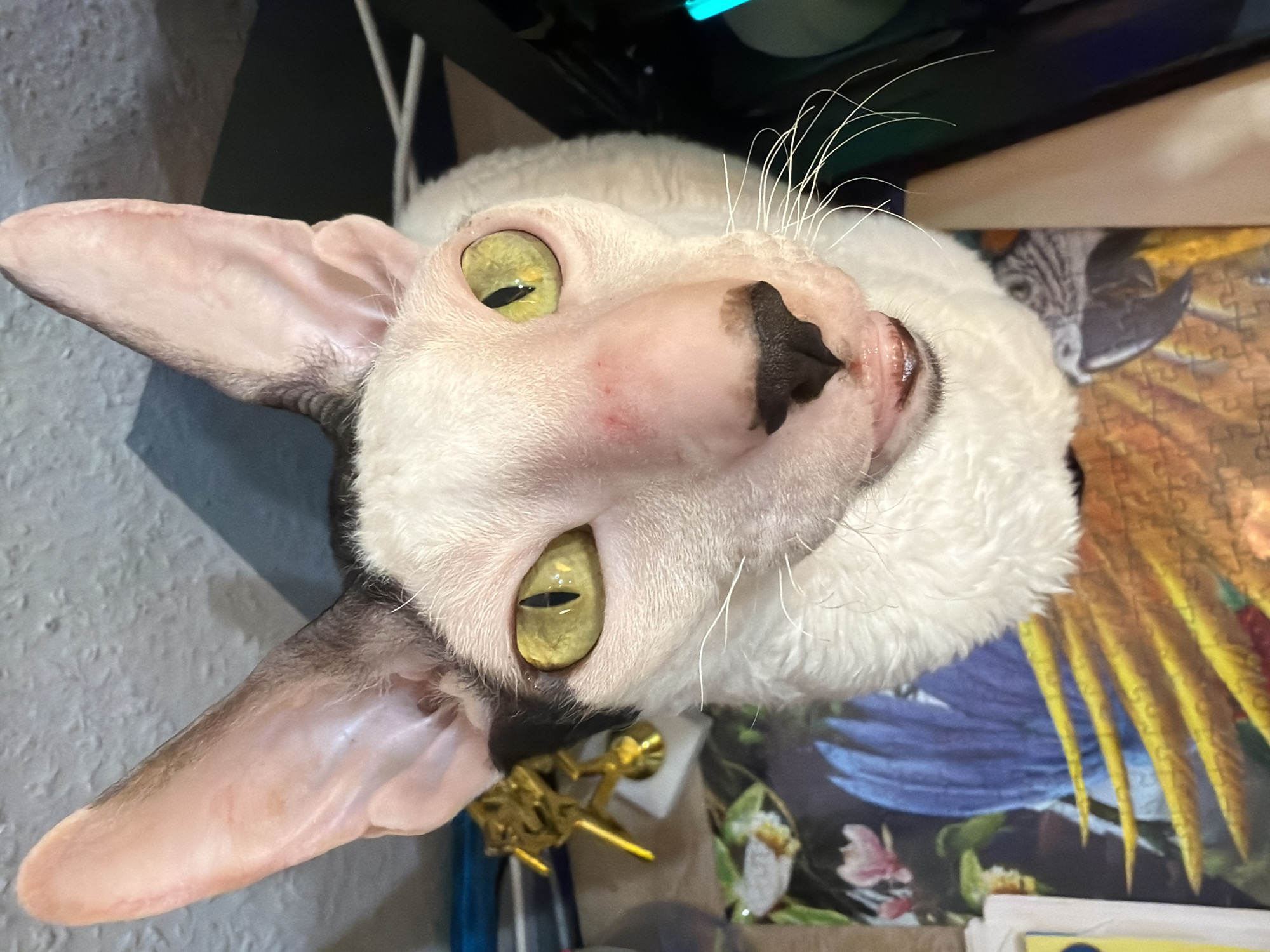 A close-up, top-down shot shows a Cornish Rex cat with large, pointed ears and striking green eyes. The cat's fur is predominantly white with black markings on its head and ears. Its nose is pink with a black tip, and its mouth is slightly open, revealing a pink tongue and teeth. The cat is positioned over a jigsaw puzzle featuring images of tropical birds, including macaws with vibrant blue and yellow feathers, and other foliage. In the background, a textured grey wall is visible, along with out-of-focus objects including what appears to be a golden decorative item and electronic devices. The lighting suggests an indoor setting. There is no visible information in the image to determine its location in Yekaterinburg, Russia.