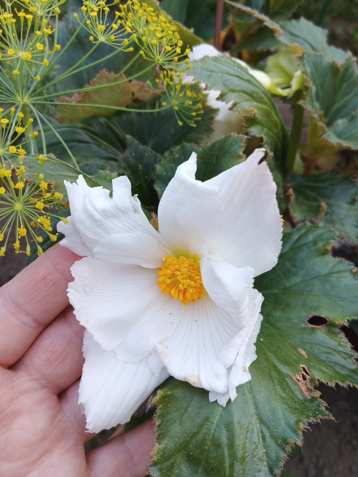 In Suvorov, Russia, a close-up shot captures a hand gently touching a large, white begonia flower. The flower's delicate petals are tinged with yellow at the center, contrasting with the vibrant green, serrated leaves of the plant. Behind the begonia, a cluster of small, yellow dill flowers adds a touch of delicate detail to the composition. The background is softly blurred, focusing attention on the textures and colors of the flora. The image appears to be taken outdoors, likely in a garden or park setting.