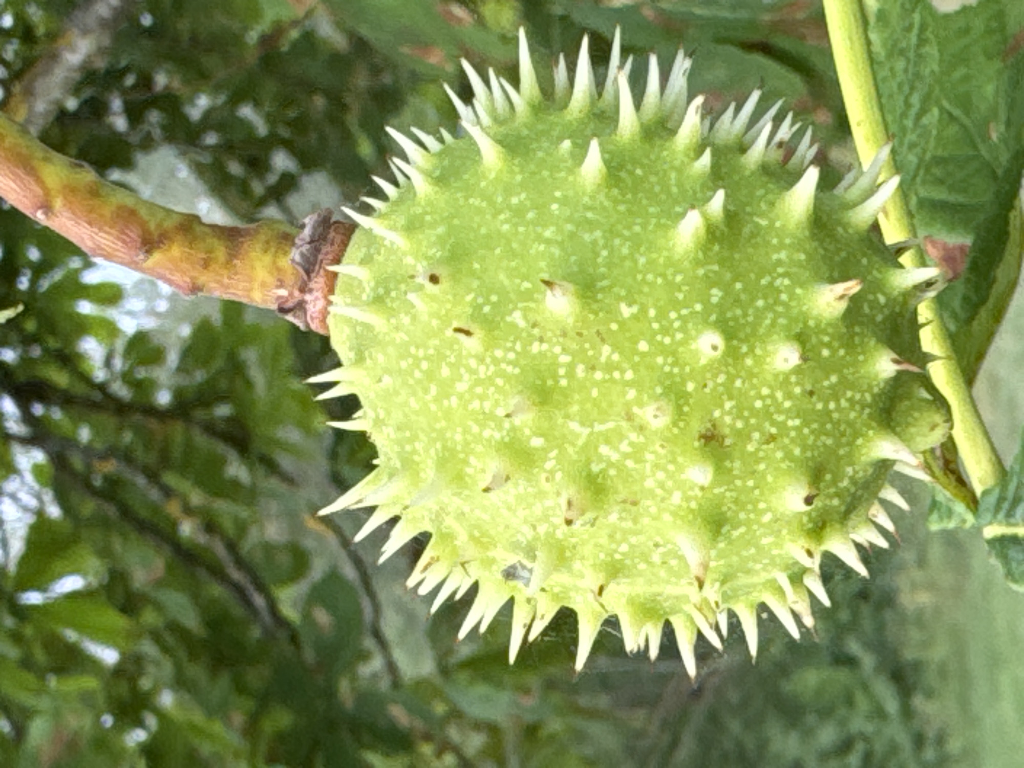 A close-up, eye-level shot focuses on a spiky, green conker hanging from a branch. The conker, the main subject, is round and covered in numerous sharp, white-tipped spikes. Its surface is dotted with small, brown blemishes. The branch it hangs from is thick and woody, with a yellowish-brown hue and a rough texture. The background is a soft-focus blur of green leaves and dappled sunlight, suggesting an outdoor setting. There are no people visible in the image. The scene is likely a natural environment, possibly a park or garden in Wettstetten, Germany, given the presence of horse chestnut trees.