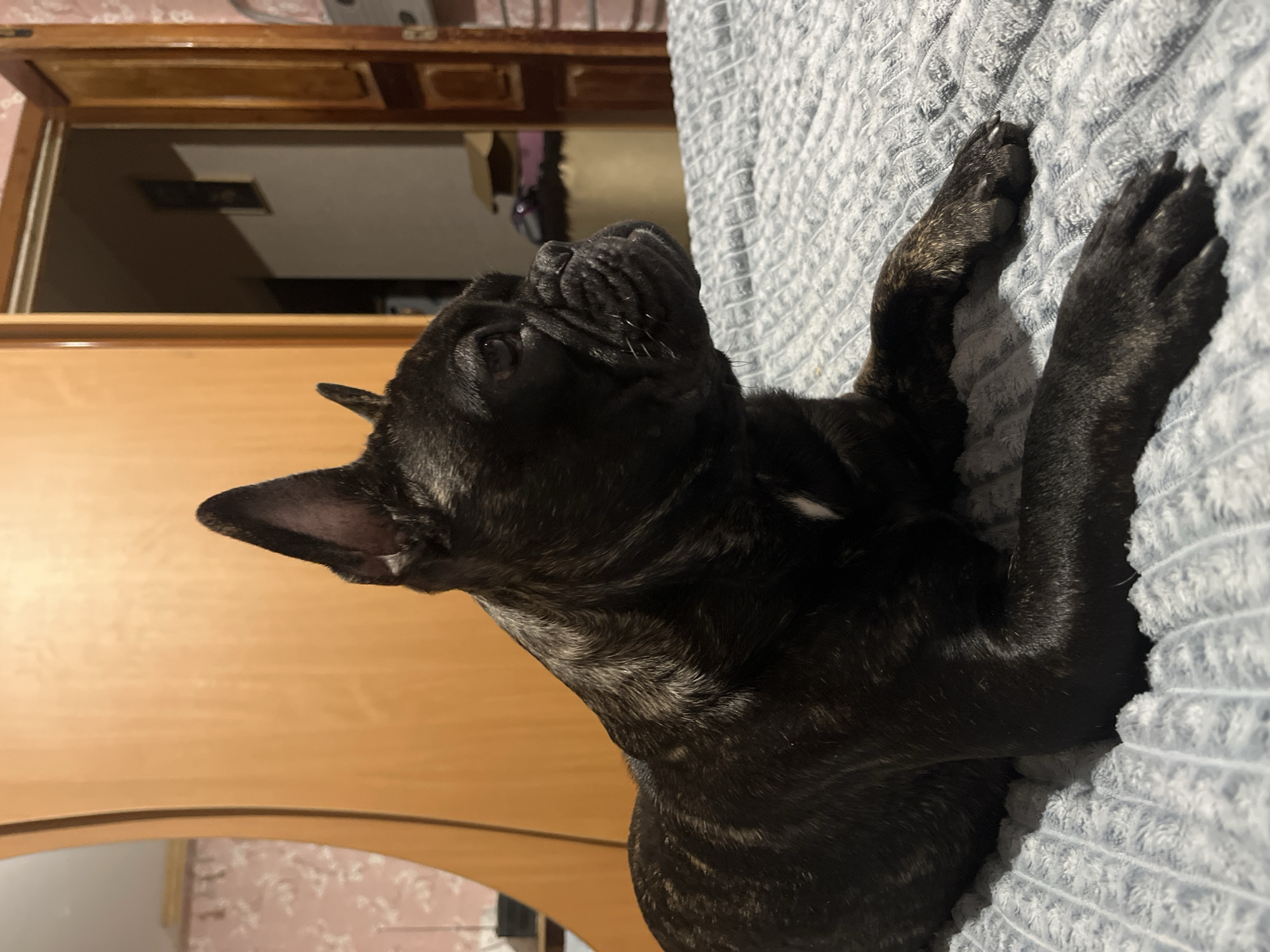 A dark brindle French Bulldog lies on a light blue textured blanket. The dog's head is tilted upward, with its paws extended. To the left of the dog is a wooden cabinet with a reflective door, possibly a mirror. The reflection shows a room with light-colored walls and additional furniture. The location is Chaikovsky, Russia.