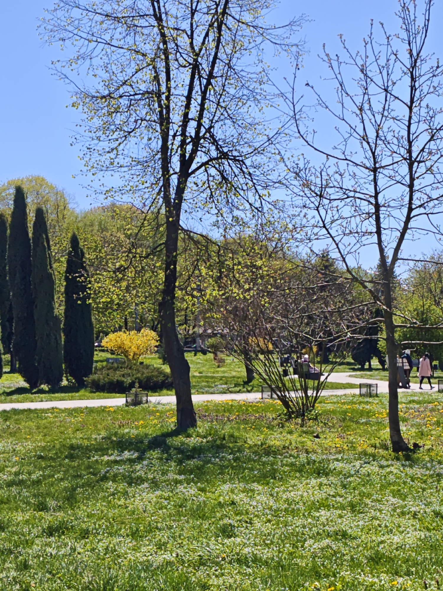 The image presents a sun-drenched spring day in what appears to be a park or botanical garden, consistent with the location context of Ivano-Frankivsk, Ukraine. The sky is a clear, bright blue, indicating excellent weather.
In the foreground, a vibrant green lawn is extensively covered with small, yellow flowers, likely dandelions, and numerous tiny white blossoms, suggesting a flourishing natural environment. Several trees punctuate the landscape. Two prominent deciduous trees with dark trunks stand in the mid-ground, one centrally and another on the right, displaying the early signs of spring with nascent light green leaves and visible buds on their branches.
To the left, a row of tall, slender evergreen conifer trees creates a dense, dark green vertical element against the brighter backdrop. Further into the park, a striking bright yellow flowering bush, possibly a Forsythia, adds a vivid splash of color. A light-colored paved path winds through the scene, guiding the eye deeper into the park.
Several people are visible enjoying the pleasant conditions. On the right side of the path, two individuals are walking away from the viewer; one is distinctly wearing a pale pink coat, while the other is dressed in darker attire. Further in the background, other figures can be seen strolling or possibly resting on benches that are partially obscured by foliage.
The overall scene conveys a peaceful and refreshing atmosphere typical of early spring. The season is clearly marked by the trees just beginning to leaf out and the profusion of early wildflowers. The bright sunshine suggests it is daytime, likely morning or early afternoon. There is no discernible text visible within the image.