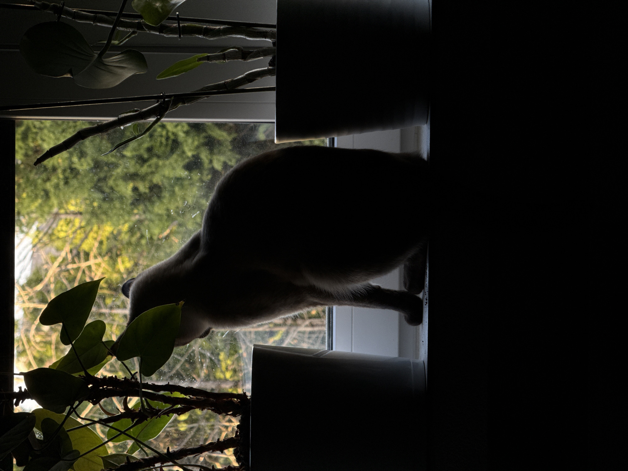 A photograph, presented rotated 90 degrees clockwise, captures a domestic cat in silhouette, perched on a window sill. The image is characterized by strong backlighting from a large window, which causes the cat and much of the foreground plant life to appear as dark silhouettes against the bright outdoor scene.
The cat, likely a lighter-furred breed as indicated by faint highlights, is positioned on the white window frame and sill. It appears to be leaning forward and looking out to the right (if the image were rotated correctly), with its head slightly turned.
Various potted plants are visible on and around the window sill. Some are hanging or growing upwards from the sill, displaying distinct heart-shaped and elongated leaves, mostly silhouetted. Two dark, cylindrical plant pots are also on the sill.
Beyond the window, a vibrant green and yellow-toned outdoor scene with trees and foliage is visible, indicating daylight. The soft blur of the background suggests depth. A significant portion of the right side of the image (corresponding to the top when rotated correctly) is almost entirely black, representing the dark interior of the room, contrasting sharply with the illuminated window area.
The photograph depicts a moment of quiet observation or curiosity from the cat, framed by indoor flora and the outside world. There is no visible text. The scene is set in Esch-sur-Alzette, Luxembourg.