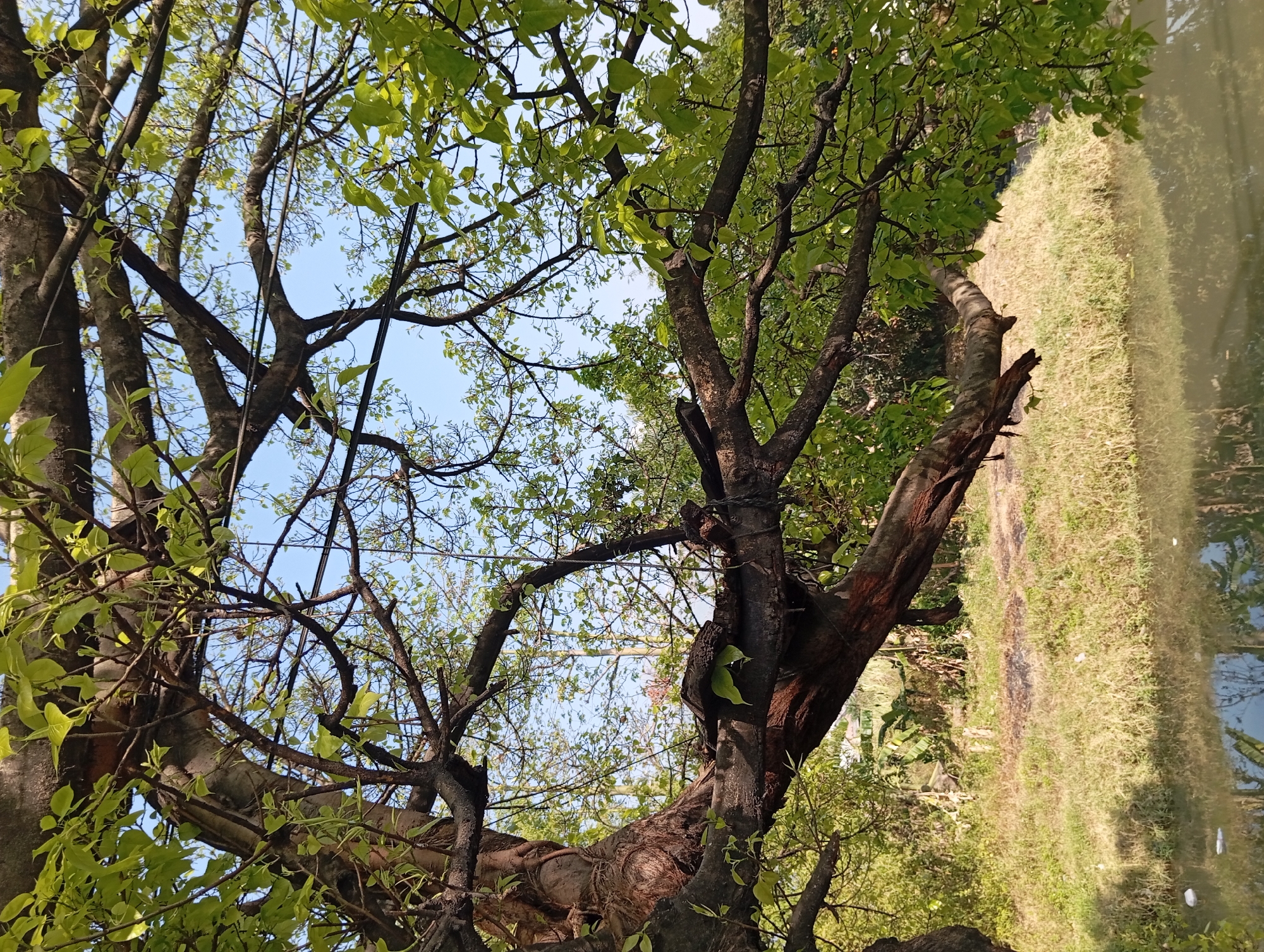 A photograph taken from below a large tree, looking up through its branches and leaves towards a clear blue sky. The tree has thick, gnarled branches covered in vibrant green leaves. Some of the branches extend over a body of water in the foreground, which reflects the sky and surrounding vegetation. Beyond the water, there is a grassy bank with some scattered vegetation, including what appear to be banana trees. The scene is peaceful and natural, suggesting an outdoor setting. The location is identified as Kepulungan, Indonesia.