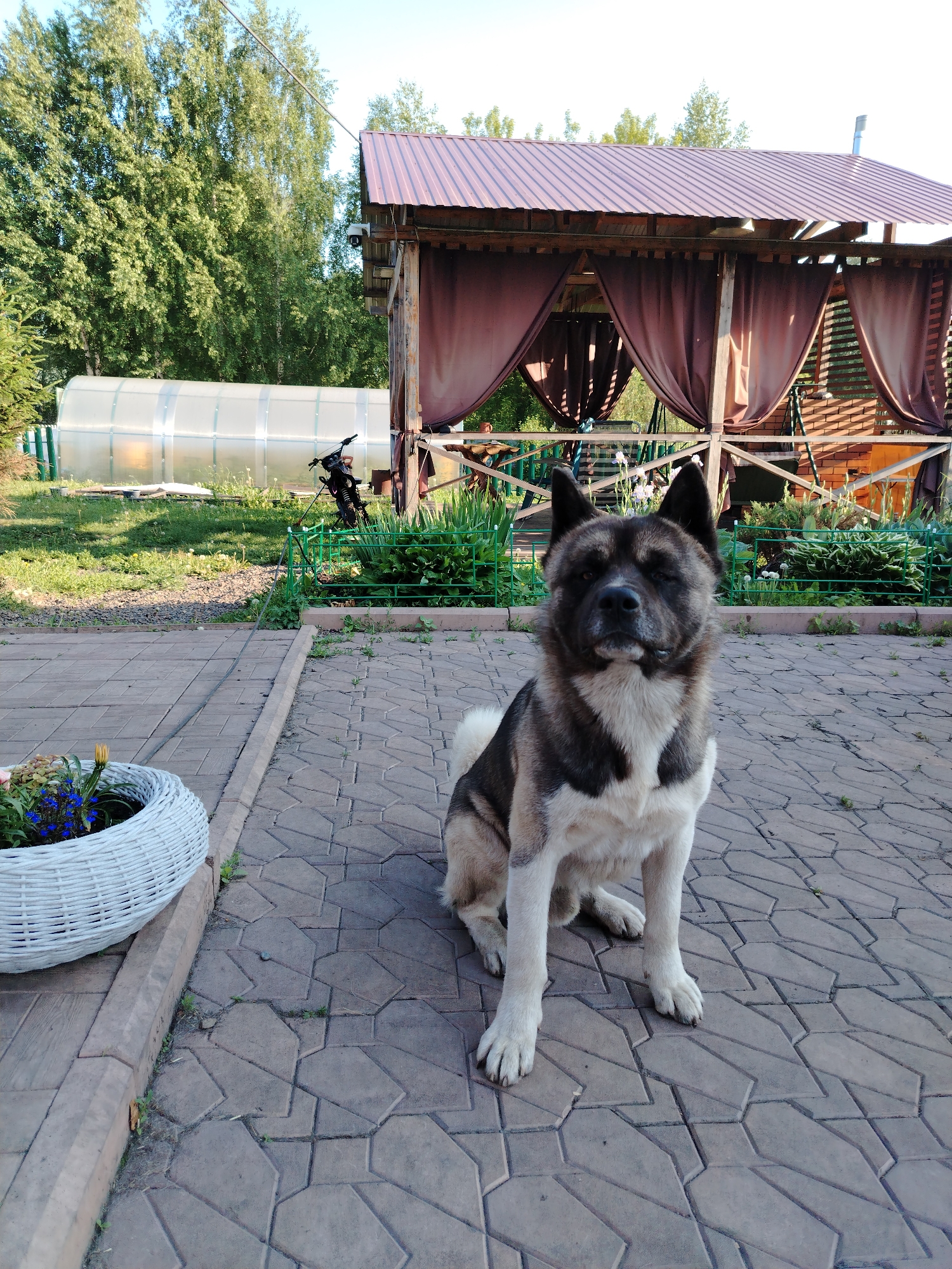 The image depicts an Akita dog sitting on a paved patio in what appears to be a rural or suburban setting. In the background, a covered outdoor seating area with brown curtains is visible, along with a greenhouse. Tall trees with green foliage form a backdrop. A white woven basket containing flowers is placed to the left of the dog. The lighting suggests it is daytime, likely late afternoon or early evening. The location is identified as Рассвет, Russia.