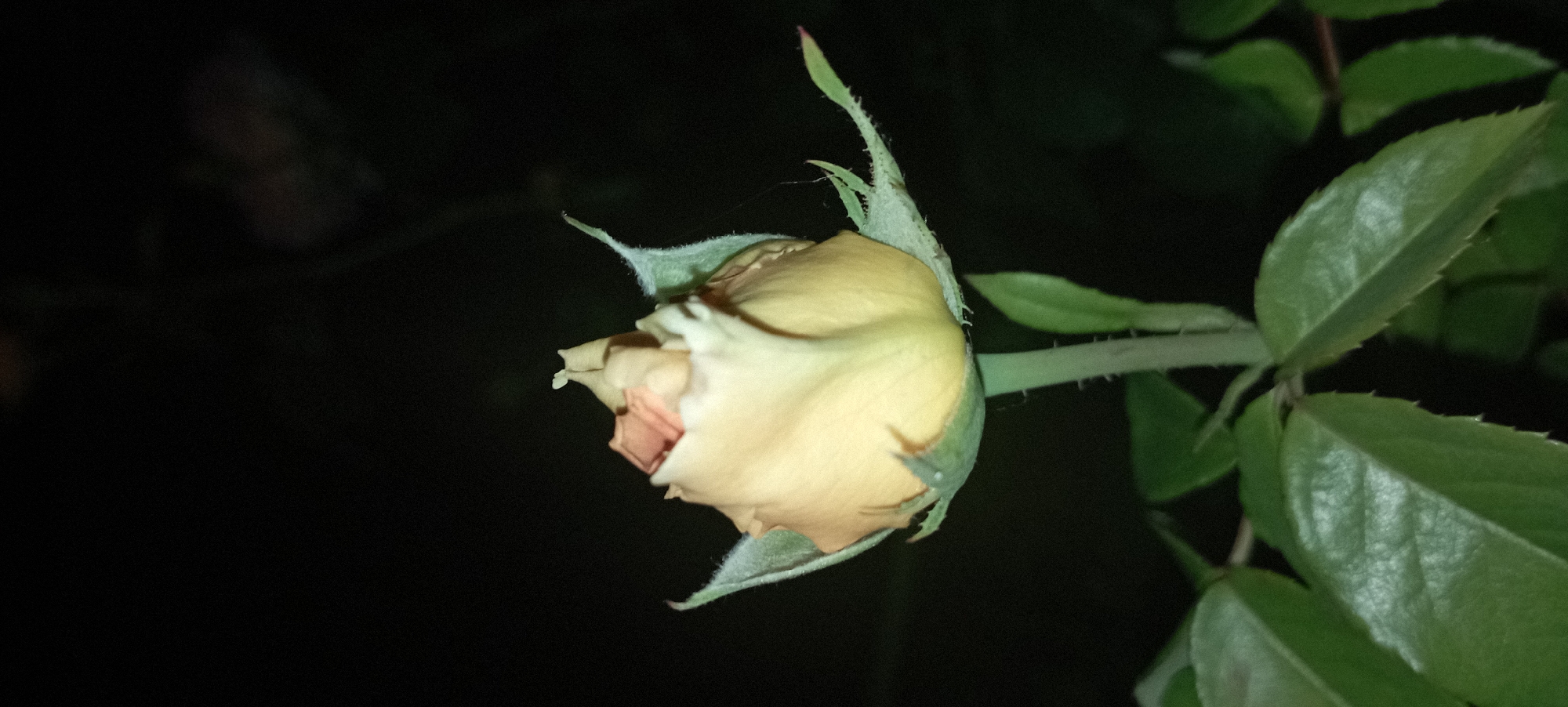 The image shows a close-up, side-view of a pale yellow rose bud with hints of pink, set against a dark, out-of-focus background. The bud is partially open, revealing tightly furled petals. It is surrounded by green sepals, some of which are covered in fine hairs. The stem of the rose is visible, and it has several small, sharp thorns. Several green rose leaves are also present in the foreground and background, with serrated edges. The lighting suggests it is either nighttime or a very dimly lit environment, possibly outdoors given the presence of leaves and thorns. There is no visible text or human presence in the image. The scene is static, focusing solely on the natural details of the rose.