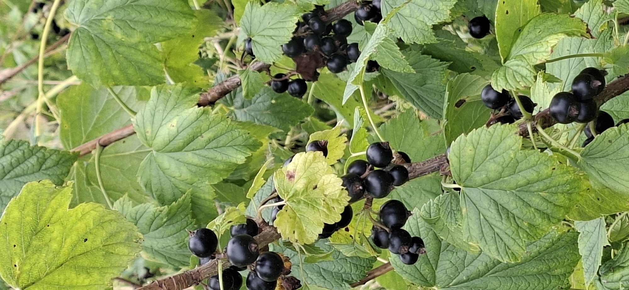 The image shows a close-up view of blackcurrant bushes in Vihi, Estonia. Several branches are laden with ripe blackcurrants, which are dark purple and round. The leaves of the bushes are a vibrant green, some with slight yellowing or browning. The branches themselves are woody and brown, with some visible texture. The background is out of focus, suggesting a natural outdoor setting within a garden or natural landscape. The lighting is natural daylight, casting subtle shadows and highlighting the sheen of the berries. There are no people or animals visible in the image.