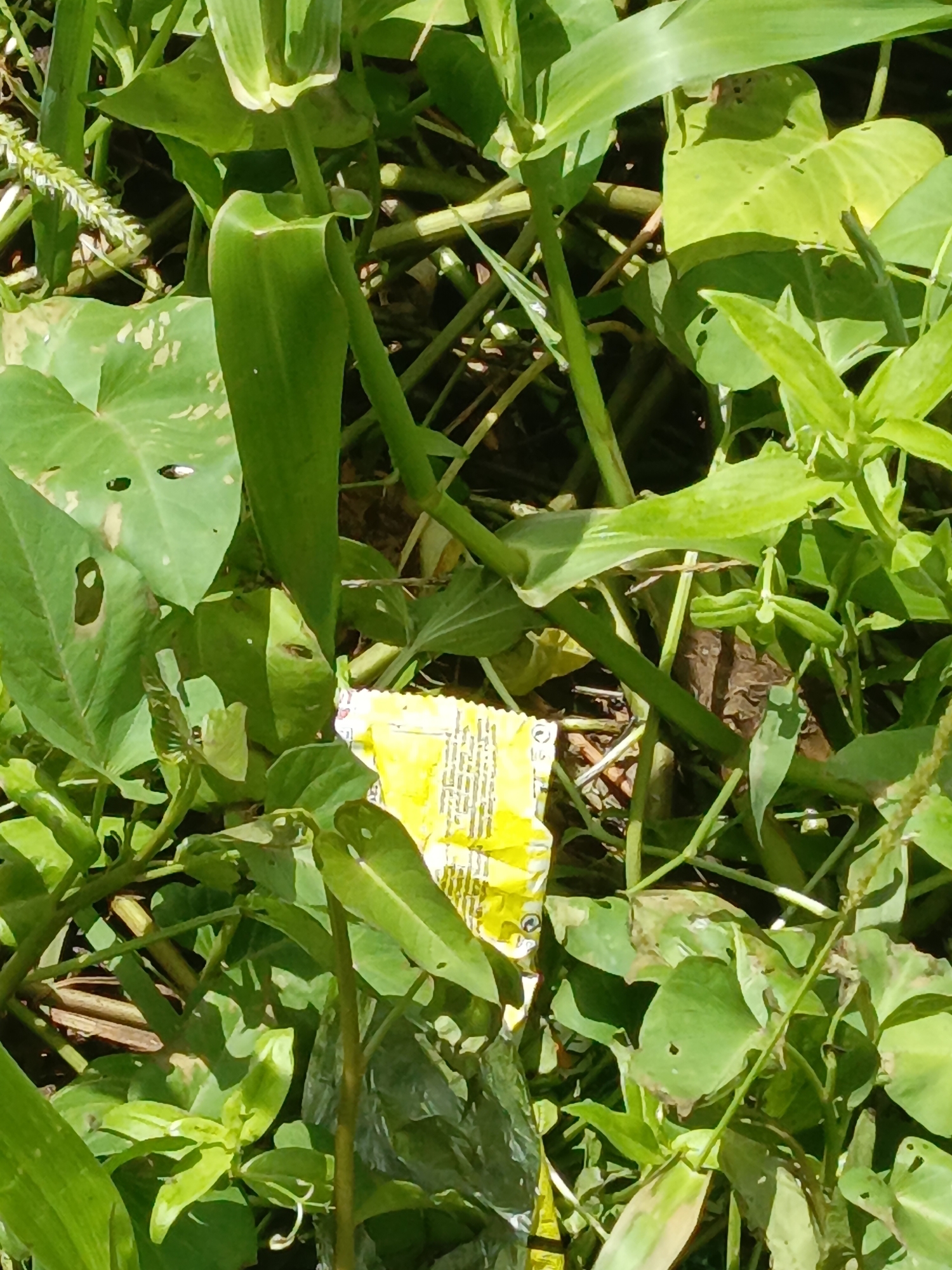 A discarded yellow candy wrapper lies among various green plants and leaves. The exact location within the city of Unknown, Unknown is unspecified. The scene depicts littering within a natural environment.