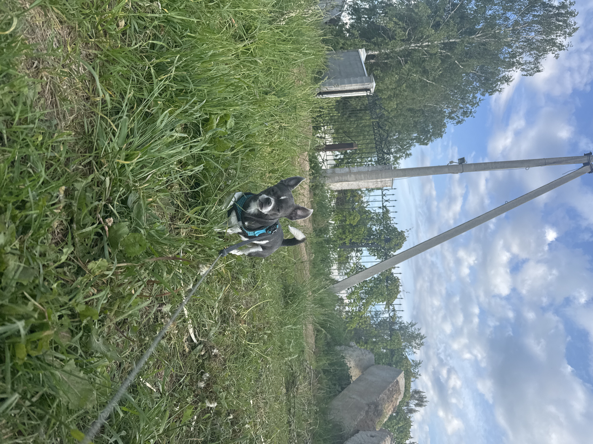 The image, taken in Новинки, Russia, is rotated 90 degrees clockwise and depicts a vibrant outdoor scene on a sunny day. The primary subject is a small dog, possibly a puppy, with black and white fur, wearing a light blue harness. The dog is positioned in the lower-middle portion of the frame, sitting or standing in tall green grass, looking directly at the viewer with its mouth slightly open, revealing its tongue. A leash is attached to the harness and extends out of view to the lower left.
The setting is characterized by abundant green grass, which fills the foreground and midground, interspersed with some drier patches and dirt. In the background, under a clear blue sky with fluffy white clouds, there are several trees with green foliage. A dark, decorative metal fence and a concrete structure, possibly a wall or part of a building, are visible behind the grass. To the right, two utility poles with visible wiring and equipment extend upwards towards the sky. Large, light-colored stones or rocks are also present on the ground towards the right. The overall impression is one of an open, natural environment under bright daylight. No visible text is present in the image.