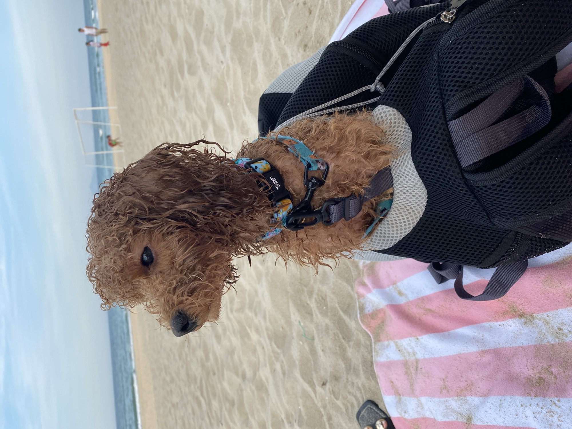 The media file shows a close-up of a small, wet, brown, curly-haired dog with a patterned harness sitting in a black mesh backpack. The dog is facing left and looking down. Behind the dog, a sandy beach stretches out to the ocean. In the distance, two people are walking along the shoreline, and a white soccer goal is visible. The sky is a pale blue, suggesting a bright, possibly sunny day. The scene is set on a beach in Da Nang, Vietnam. A pink and white striped towel is partially visible beneath the backpack and dog, with some sand scattered on it. The overall impression is of a pet enjoying a day at the beach.