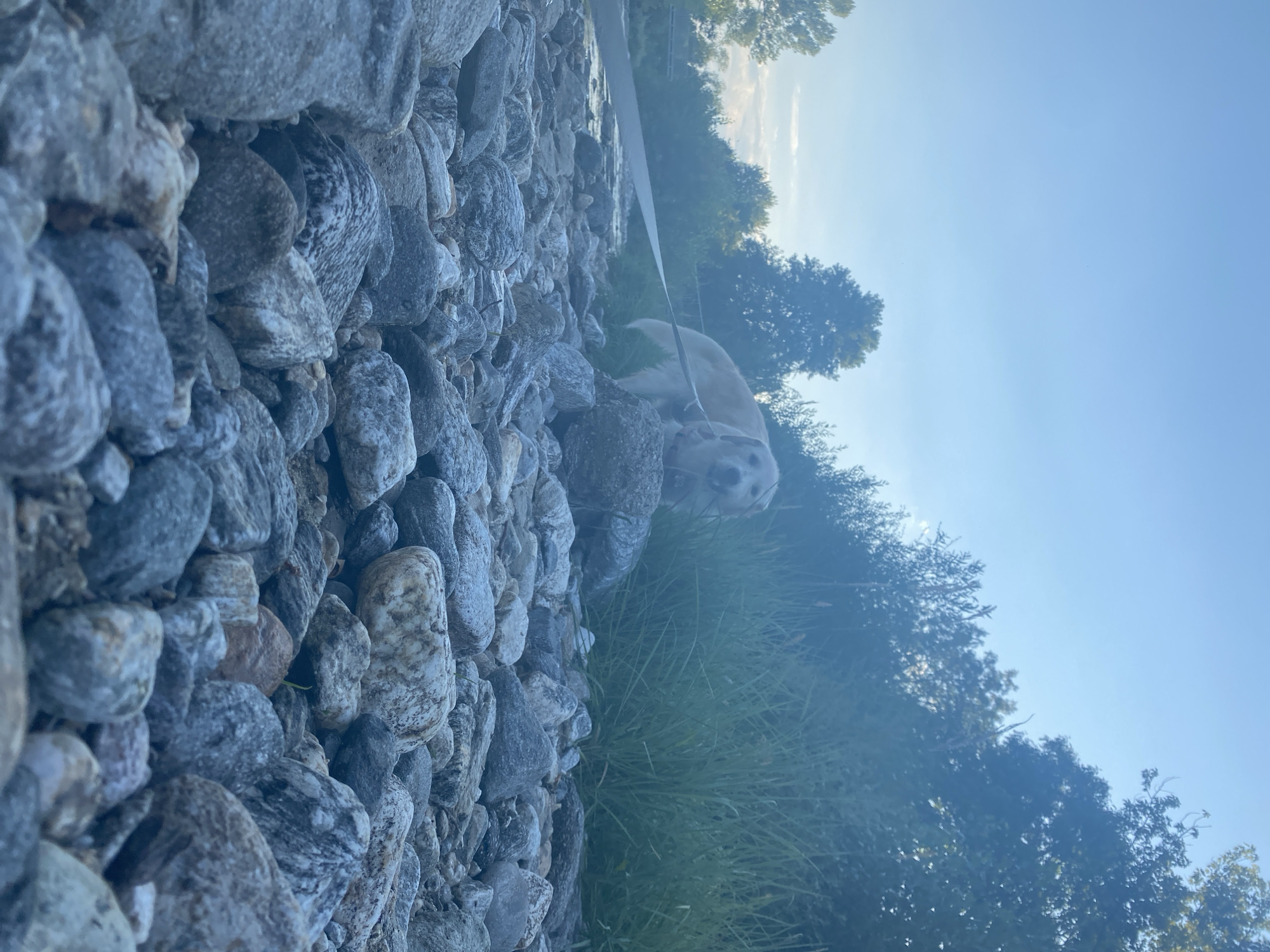 A dog is standing on a rocky riverbank under a clear blue sky. The dog, likely a Golden Retriever, is facing forward and appears to be looking at the camera. It is wearing a leash, which extends to the left of the frame. The riverbank is covered in smooth, grey rocks of varying sizes. Behind the dog, tall green grass and trees form a natural backdrop. The scene suggests an outdoor activity, possibly a walk or hike, in a natural setting. The image does not contain any specific landmarks that would allow for precise location identification within Blagoevgrad, Bulgaria, but the presence of a river, trees, and rocky terrain indicates a natural area within or near the city.