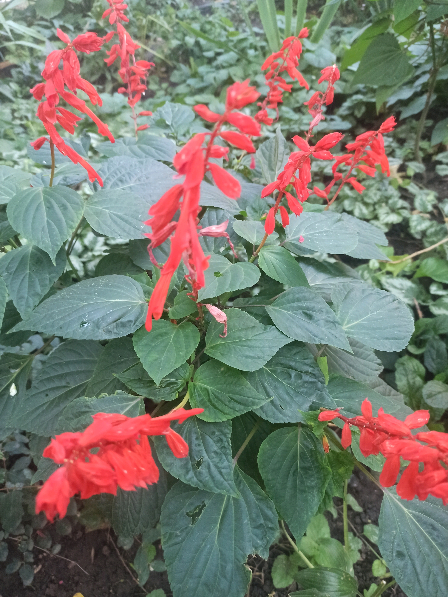 The image shows a close-up view of scarlet sage (Salvia splendens) flowers with their vibrant red blossoms and lush green foliage. The flowers are clustered on tall, slender spikes, with individual flowers having a tubular shape. The leaves are broad and textured, with a slightly velvety appearance and a deep green hue. The background consists of more greenery and some soil, suggesting an outdoor setting, possibly a garden or park. The lighting is somewhat muted, possibly indicating an overcast day or shade. The image is focused on the flowers and leaves, creating a natural and botanical feel. There are no people or animals visible in the image, and no specific location in Odesa, Ukraine, can be identified from the visual information provided.