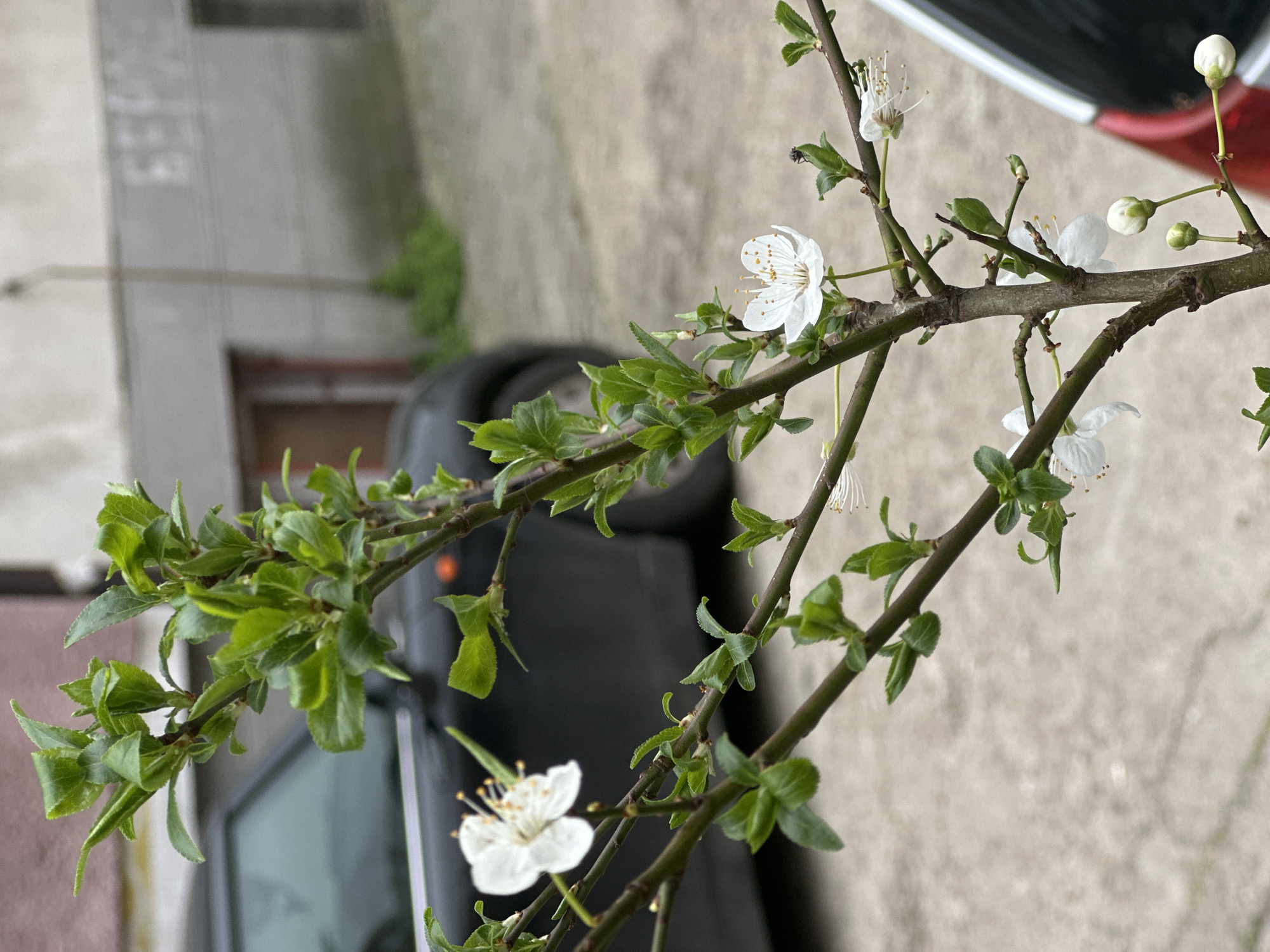 A close-up, vertical photograph captures a flowering plant branch in an urban setting identified as Stara Zagora, Bulgaria. The central subject is a deciduous tree branch, likely a plum or cherry, exhibiting green nascent leaves and numerous white blossoms. Each open flower displays five white petals, a central cluster of yellow-tipped anthers on white filaments. Several closed white flower buds are visible towards the lower right. A small, dark-bodied insect, possibly a fly, is perched on a green leaf bud in the upper right portion of the branch.
The background, out of focus, reveals a paved ground surface of light grey concrete or asphalt. Two vehicles are partially visible: a dark-colored car, resembling a Mini Cooper, positioned to the left with its front section and an orange side marker visible; and a second vehicle partially obscured on the far right, showing a red rear bumper and a silver body panel. Behind the vehicles, a light grey concrete building facade with a faint, blurred white inscription (appearing to be "БЕРИ") is present. A dark doorway is visible on the building's lower left, and a thin vertical pole or conduit runs against its surface. Patches of green vegetation are visible at the base of the building. No individuals are depicted. The lighting is soft and diffuse.