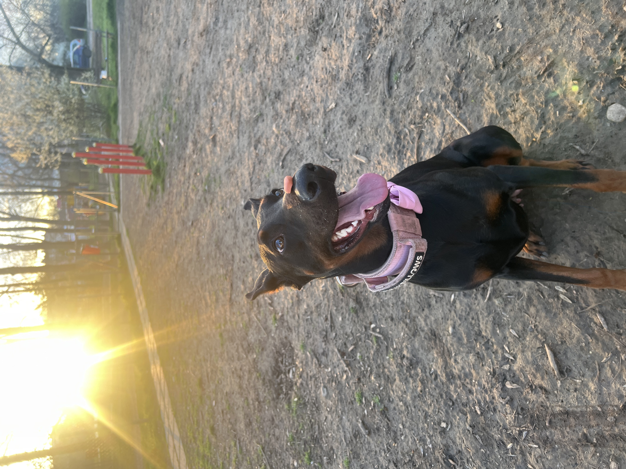 A medium shot of a Doberman Pinscher dog, likely in an outdoor dog park in Sofia, Bulgaria, is present in the image. The dog has black fur with brown markings on its legs and face. The dog is wearing a pink collar with visible white lettering. The dog is panting with its tongue hanging out of its mouth. The dog is lying on a dirt surface with a few small patches of grass. In the background, there is a set of red and orange parallel bars. The lighting suggests it may be a sunset or sunrise.