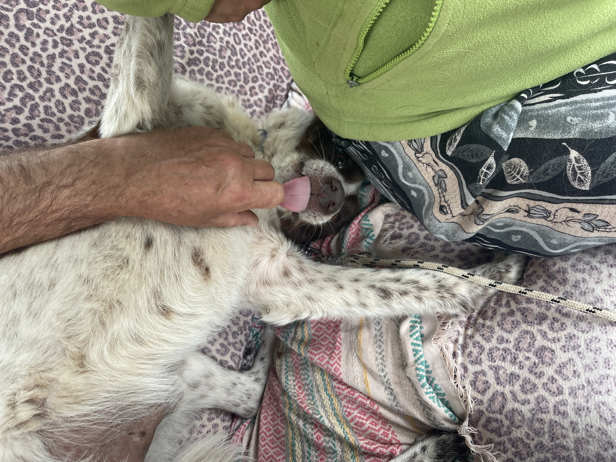 A man is petting a dog lying on its back. The dog is mostly white with brown markings and has its tongue sticking out. The man's hand is on the dog's head, and his arm is visible. The dog is lying on a bed or couch covered with a leopard print blanket and a striped blanket. A green fleece jacket and a pillow with a gray and black design are also visible. A rope lies across the dog's chest.
There is no information in the image to indicate the location is Sofia, Bulgaria.