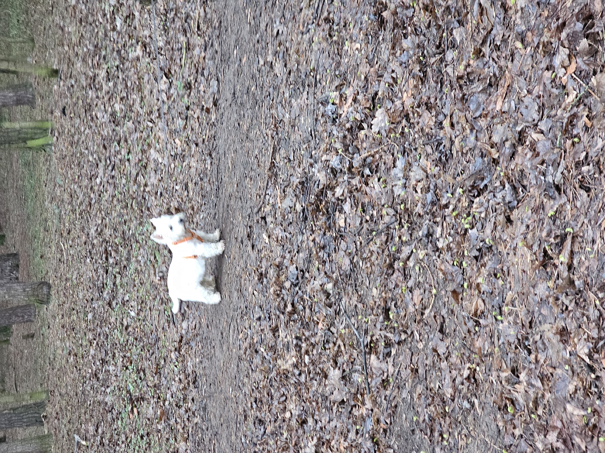 A white dog with an orange harness stands on a dirt path covered with fallen leaves in a wooded area. The path runs vertically through the center of the frame, separating the darker, leaf-strewn ground to the right from a sparser, tree-lined area to the left. The location is Khimki, Russia.