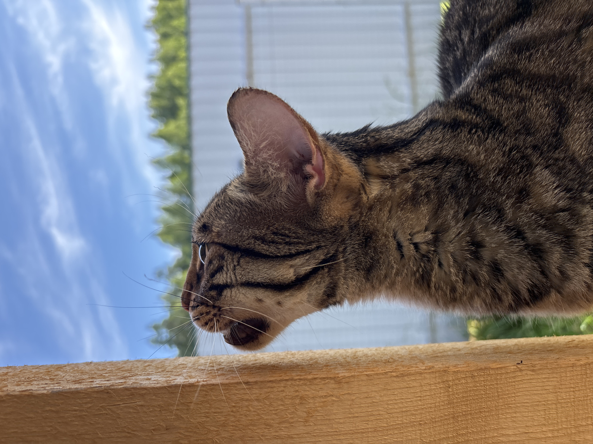A tabby cat with striped fur is captured from the chest up, looking upwards and to the left in front of a wooden beam. The background features a bright blue sky with scattered white clouds, a line of green trees, and a white fence. The scene appears to be outdoors. The provided location of Раздолье, Russia, is noted, but the image itself does not contain specific identifiers to confirm this location.