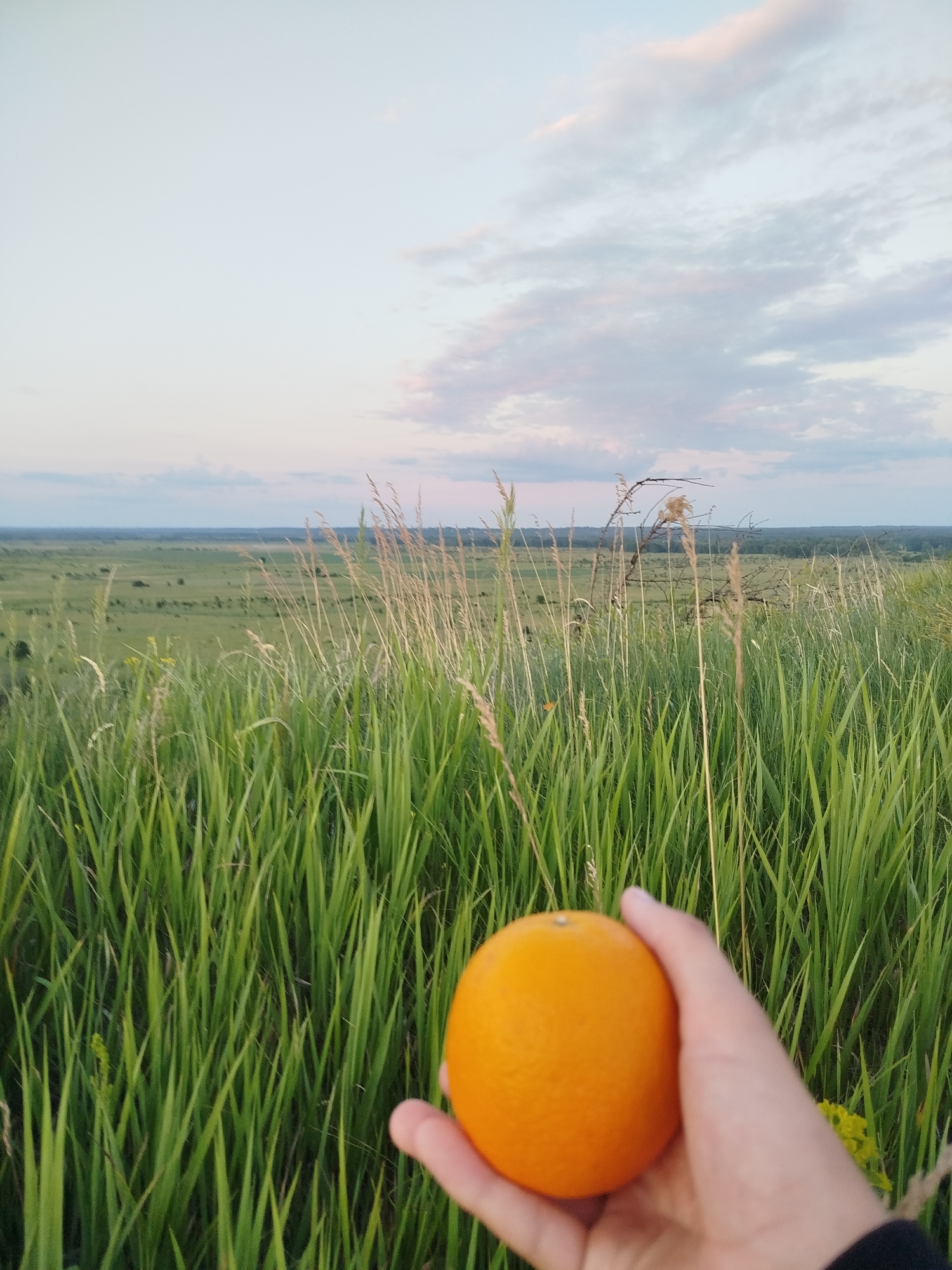 The image shows a person's hand holding an orange in the foreground, with a vast, green, grassy landscape stretching into the distance under a pale, cloudy sky. The location is identified as Ustyvytsia, Ukraine. The landscape appears to be a rolling field with tall grass and some scattered trees or bushes. The sky is a soft, diffused light, suggesting either early morning or late evening. The focus is on the orange and the hand, with the landscape serving as a backdrop. There are no other people or specific structures visible in the scene.