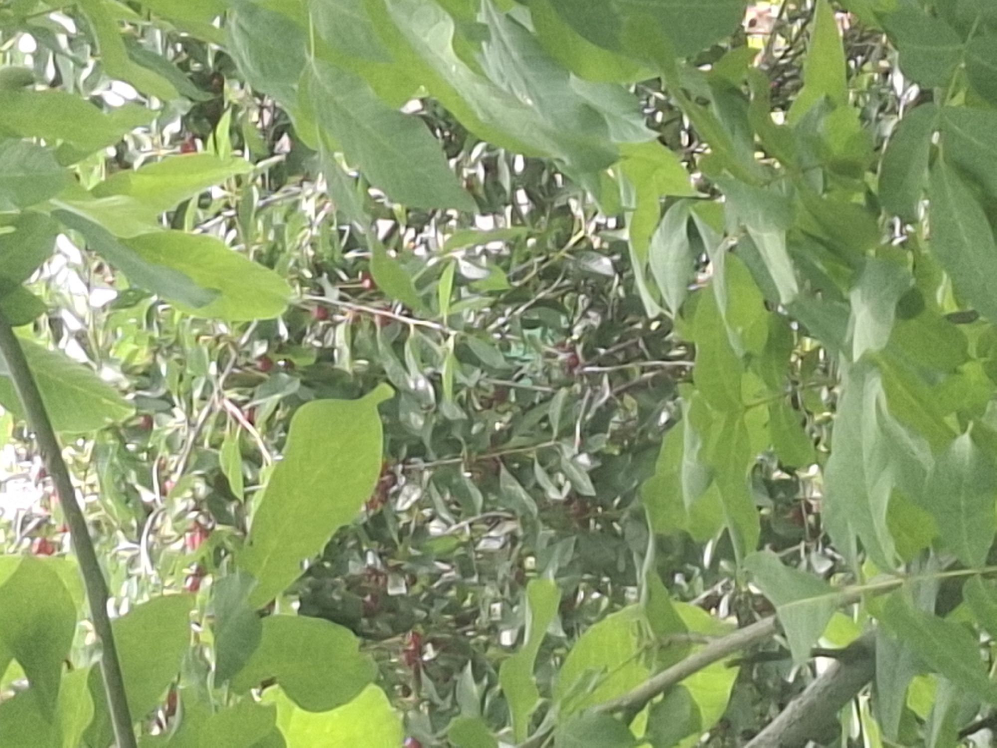This is a close-up, slightly blurry, outdoor shot of a cherry tree with ripe cherries, taken during daylight. The foreground is dominated by the lush green leaves of the tree, with some branches visible. In the background, the red cherries are sparsely distributed amongst the green foliage and branches. The overall impression is of a natural setting, possibly a park or garden. The image does not provide any specific information that can be used to determine its location within the city of Almaty, Kazakhstan. There are no people, specific objects, or actions depicted that would indicate a particular place or event.