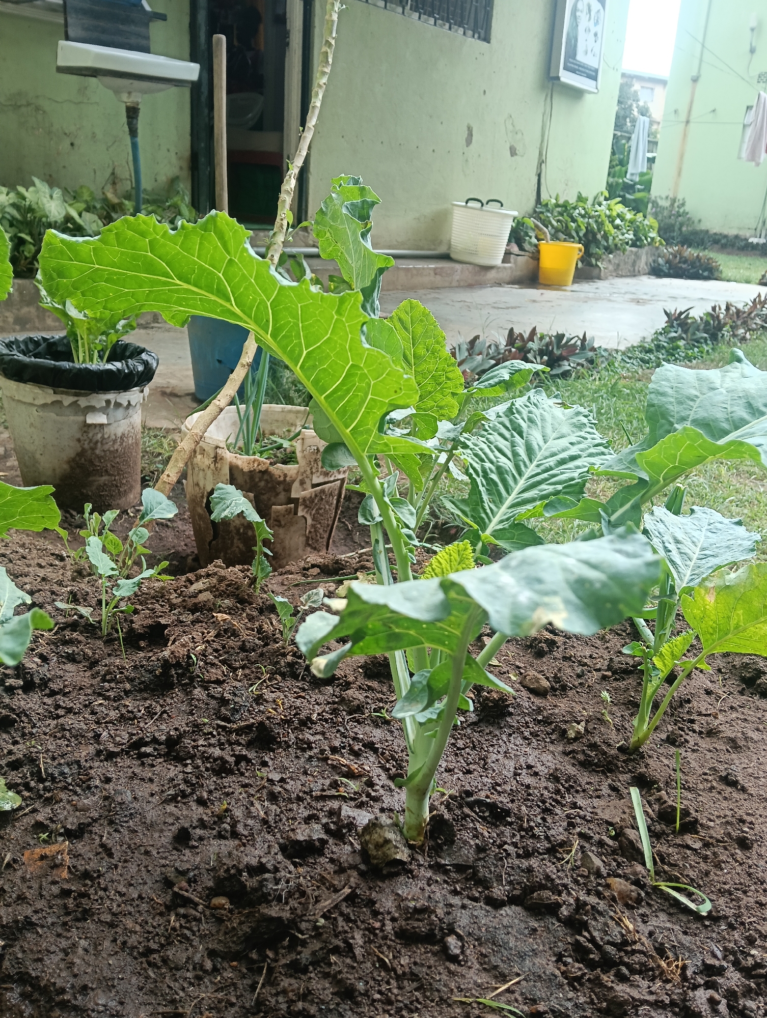 The image depicts a garden bed with young leafy green plants in Nairobi, Kenya. The soil appears dark and moist. Several plants are visible, varying in size and maturity. Some are in the ground, while others are in white plastic pots. In the background, there is a house with a green exterior wall and a window with a barred frame. Also visible are garden tools and various containers. Laundry hangs on a line in the far background.