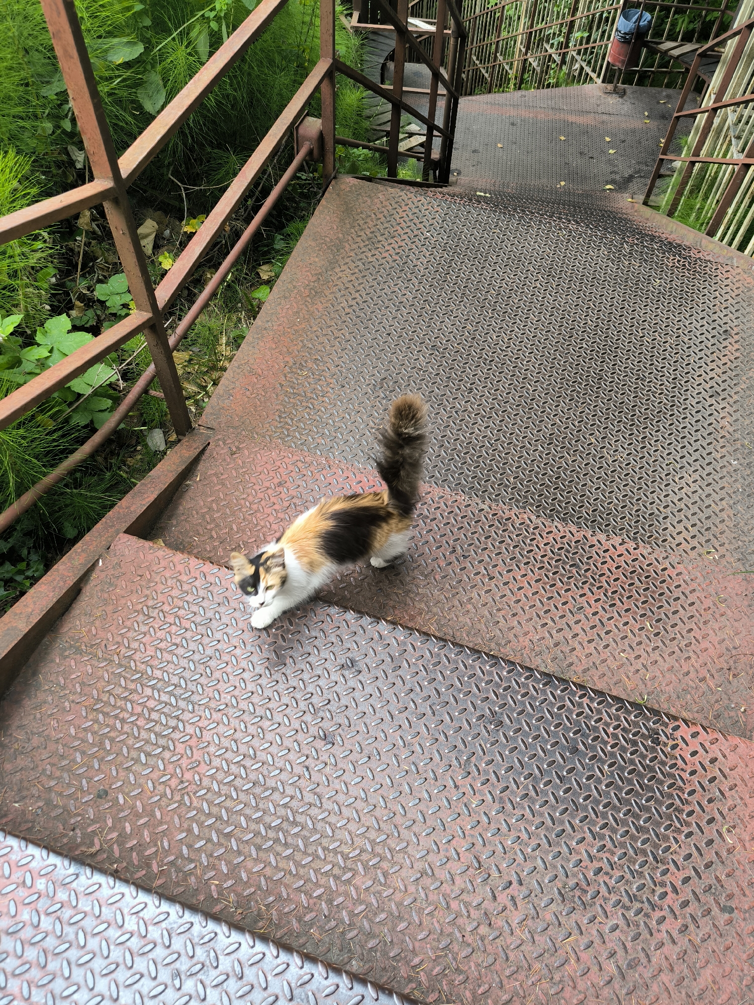 A calico cat with white, black, and orange fur is positioned on a diamond plate metal staircase. The cat is facing left, with its body angled towards the viewer, and its tail is curved upwards and to the right. The staircase has a rusted, reddish-brown appearance with a textured diamond pattern. Green foliage and grass are visible on the left side of the stairs, with a weathered metal railing. The scene suggests an outdoor environment, possibly a park or a rustic walkway. The lighting appears to be natural daylight. There is no visible text in the image.