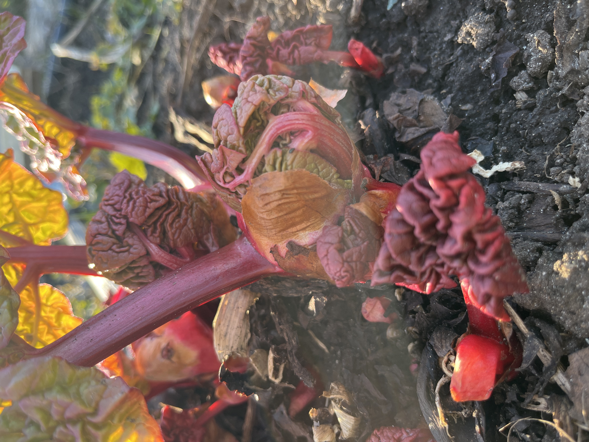 This close-up image shows a rhubarb plant in its early stages of growth, emerging from the dark soil, likely in a garden setting in Chaikovsky, Russia. The central subject is the plant's robust, reddish-purple stalks and tightly furled, embryonic leaves and buds.
Several thick, vibrant stalks are visible, with the most prominent one extending diagonally across the lower left and center. Attached to and surrounding these stalks are numerous emerging growths. Some are still partially encased in protective, papery brown sheaths, while others display their distinctively crinkled and textured surfaces in shades of deep red, purple, and hints of green. The plant's texture is fleshy and corrugated, indicating new development.
The surrounding environment consists of dark, granular soil interspersed with dried leaves and organic matter, suggesting a recently thawed or prepared garden bed. Golden, directional sunlight bathes parts of the plant and ground, creating bright highlights and a warm glow, particularly on the left side where a larger, partially unfurled leaf exhibits bright yellow and orange hues. This strong illumination suggests the time of day is either early morning or late afternoon. The background is softly blurred, showing indistinct shapes and light, which keeps the focus firmly on the developing rhubarb. No text is visible in the image.