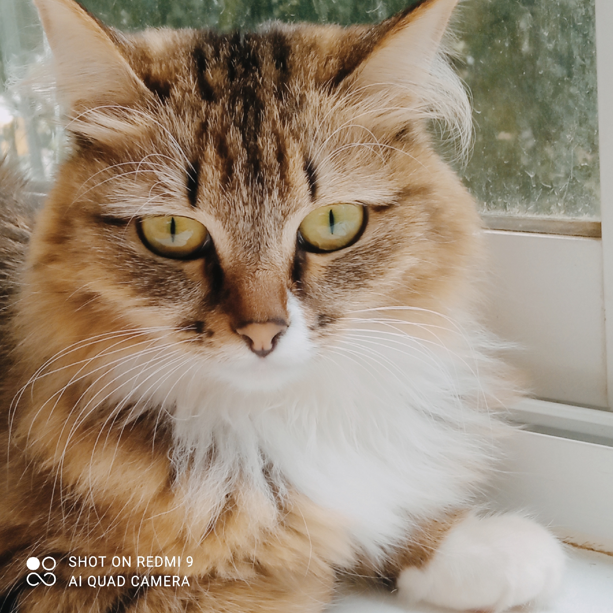 A close-up, eye-level shot shows a fluffy, brown and white cat with striking green eyes. The cat is positioned indoors, likely on a windowsill, with a blurred, green, outdoor environment visible through a window in the background. The cat's fur is detailed, with distinct tabby markings on its head and body, and a fluffy white ruff around its neck. Its whiskers are long and white, fanned out against its face. The cat's gaze is directed forward, and its ears are perked up. The lighting is natural, coming from the window. Text in the lower left corner reads "SHOT ON REDMI 9 AI QUAD CAMERA".