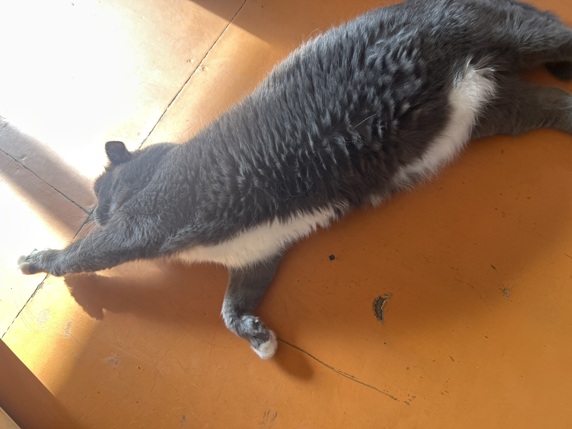 A gray and white cat is lying on its side on an orange floor, bathed in sunlight. One of its front paws is extended upwards, its claws slightly extended. The cat appears to be stretching or basking in the sun. The floor is worn and shows some scuff marks and a small dark spot. The sunlight casts a distinct shadow of the cat on the floor. The scene is indoors, possibly a home, with the light suggesting a window is nearby. There are no people or other animals visible in the image. The location in Omsk, Russia is not determinable from the visual information provided.
