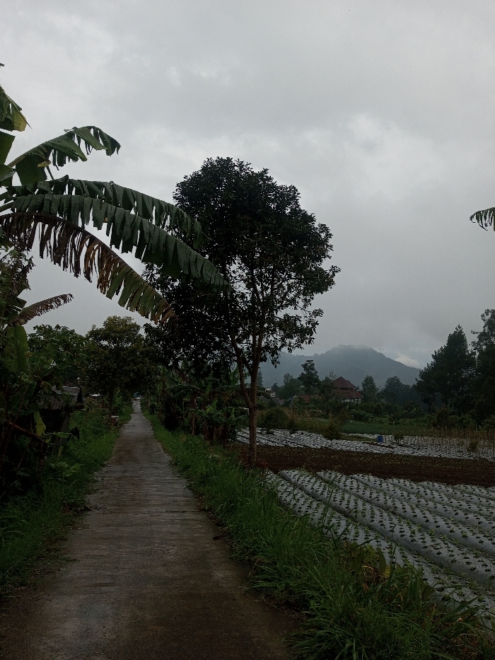 This image depicts a rural pathway in Chagzam_Pam, Bhutan, under an overcast sky. A narrow, damp concrete path extends from the foreground into the background, curving slightly to the left. The left side of the path is bordered by dense green foliage, including prominent banana plants with large, partly discolored leaves. On the right, a tall, dark-leafed tree stands midway along the path, adjacent to cultivated agricultural fields. These fields feature multiple parallel rows of crops covered with white plastic mulch film, interspersed with sections of exposed dark soil. In the mid-distance, beyond the fields, a building with a reddish-brown roof is visible, surrounded by trees. Hazy mountains, partially obscured by mist or low clouds, form the distant background. No individuals or active subjects are present.