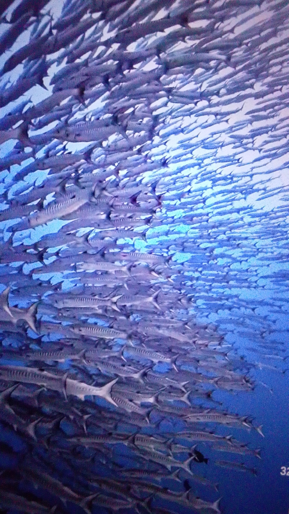 The image depicts a dense school of barracuda swimming in clear blue water. The fish are tightly packed, creating a shimmering, silvery mass. Their elongated bodies and sharp fins are visible, and they appear to be moving in unison. The background is a gradient of blue, indicating deep water. There are no visible human subjects or man-made structures in the image. The scene is entirely aquatic. The image quality is somewhat grainy and the lighting is diffuse, characteristic of underwater photography. There is no discernible connection to the city of Aznakayevo, Russia, as the image shows a natural marine environment.