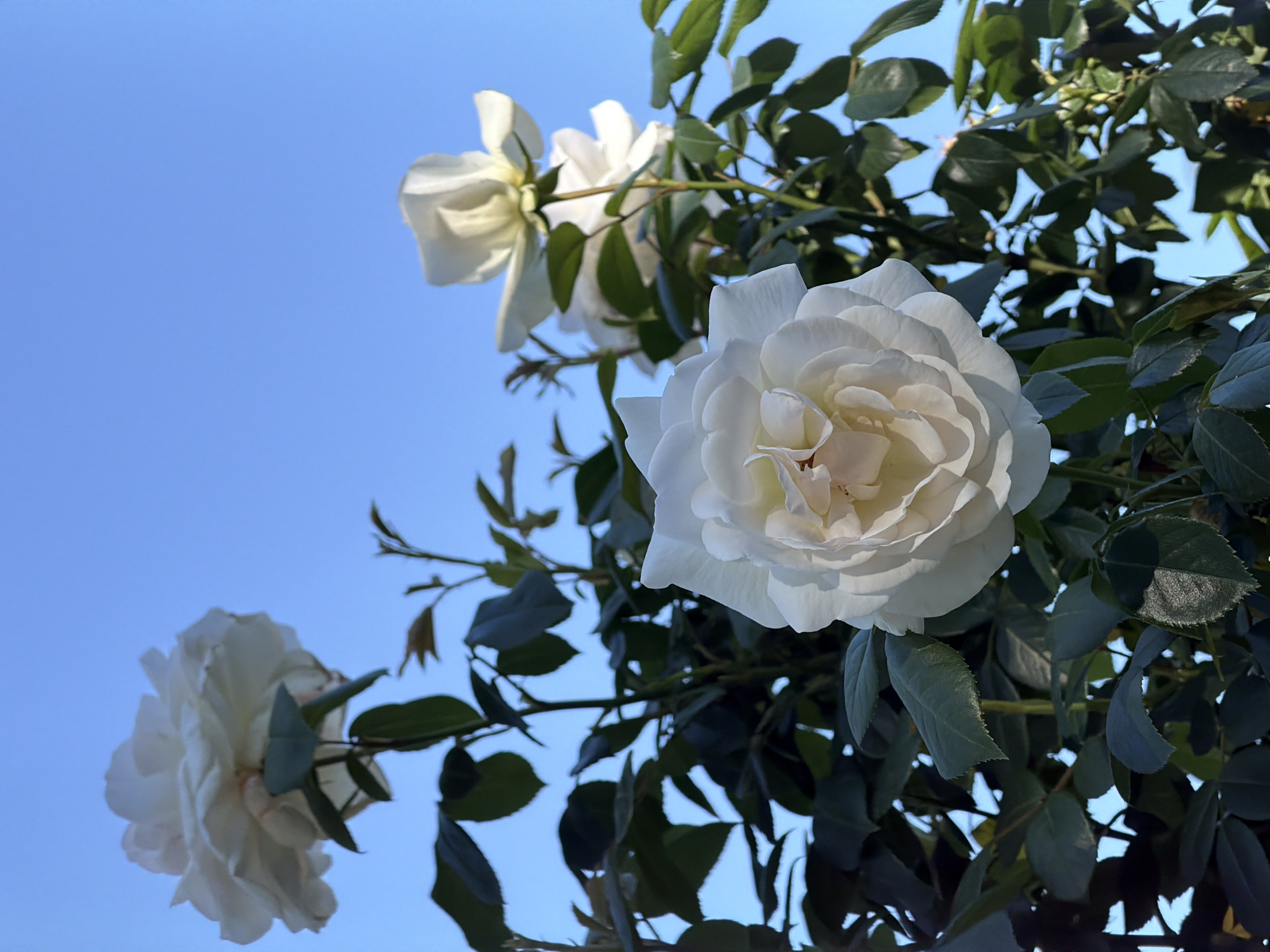 The image shows a cluster of white roses with green leaves against a clear blue sky. The roses are in various stages of bloom, with one prominent rose in full bloom in the center-right of the frame. The other two roses are partially open. The scene appears to be captured outdoors in natural daylight. There is no information provided in the image that indicates a location in Sofia, Bulgaria.