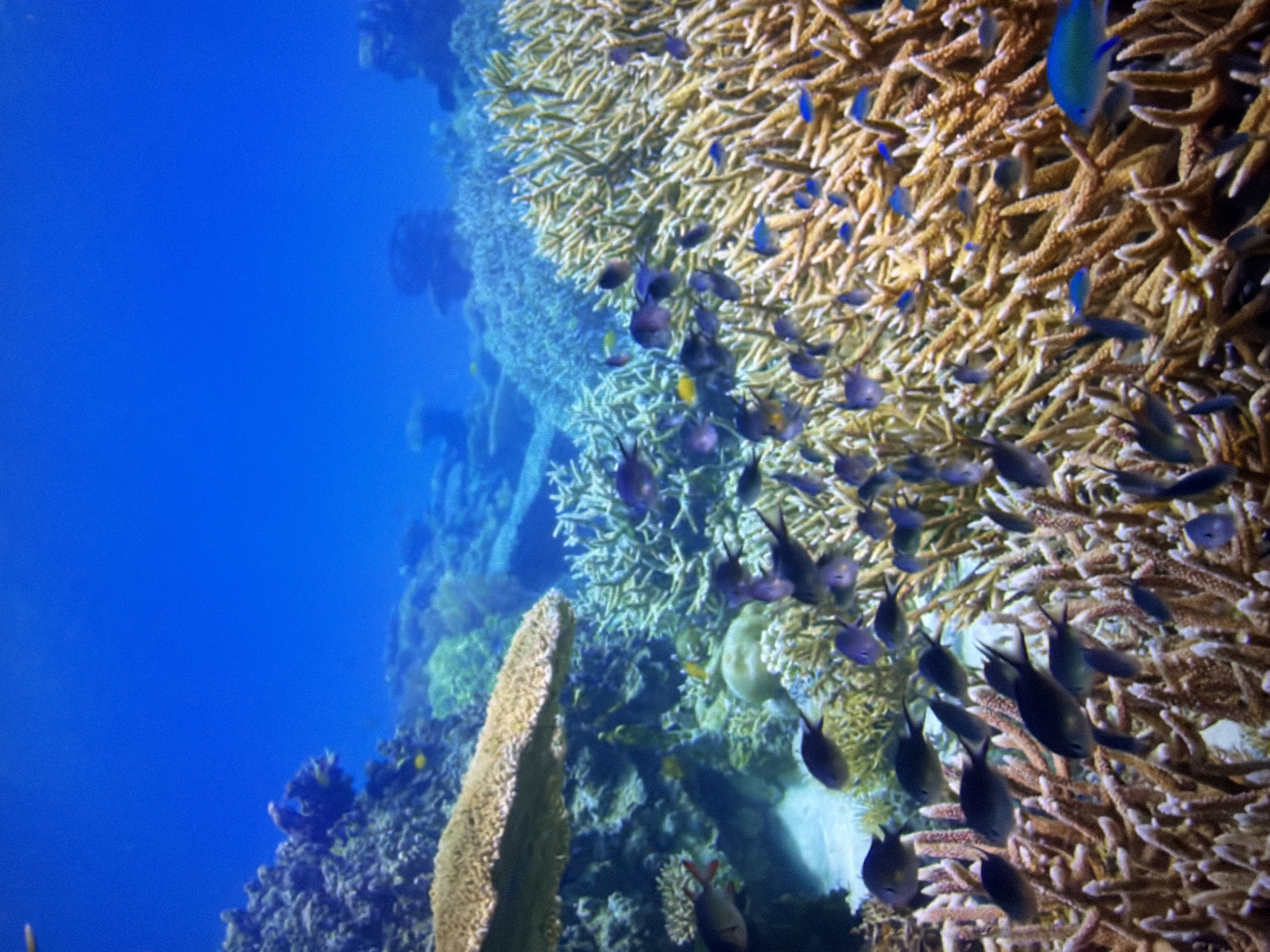 This is an underwater photograph of a coral reef teeming with small fish. The water is a vibrant blue, suggesting a tropical or subtropical marine environment. The coral formations are diverse, with branching structures in shades of beige and white, interspersed with darker, rocky coral. Numerous small fish, varying in color from dark gray and blue to yellow, are swimming amongst the coral. Some fish are close to the foreground, clearly visible, while others are further back, appearing as smaller shapes. The overall scene is lively and indicative of a healthy reef ecosystem. The image does not contain any elements that would allow for the identification of a specific location within the city of Kyiv, Ukraine, as it depicts an underwater natural environment.