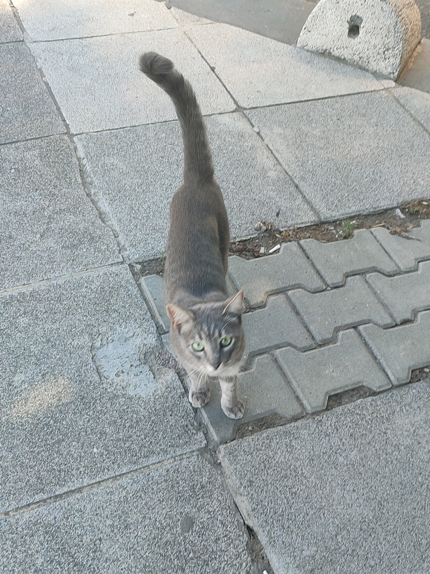 A gray tabby cat stands on a sidewalk made of interlocking concrete pavers. The cat is facing the camera with green eyes. Its tail is held high in a question mark shape. In the background, a concrete bollard is visible. The setting appears to be an outdoor urban environment, potentially Kadıköy, Turkey, given the architectural style of the pavers and the general aesthetic. The lighting suggests it is daytime.