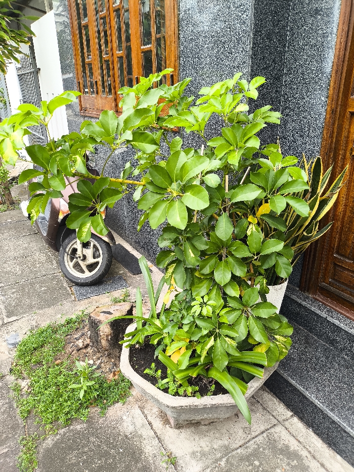 The image depicts an outdoor street scene on a concrete sidewalk in Thành phố Tuy Hòa, Vietnam, in front of a building with a dark gray, speckled exterior wall. In the immediate foreground, a hexagonal concrete planter holds a large, leafy green plant with multiple stems and smaller green plants, some exhibiting yellow variegation. To the right of the planter, a portion of a brown wooden door frame is visible against the gray wall. To the left, a brown scooter with a white front wheel is partially visible, parked on the concrete sidewalk. An old, low tree stump is situated on the sidewalk to the left of the planter, surrounded by small green weeds that also grow between the concrete slabs. A wooden window frame with multiple vertical panes is visible on the building's facade to the upper left.