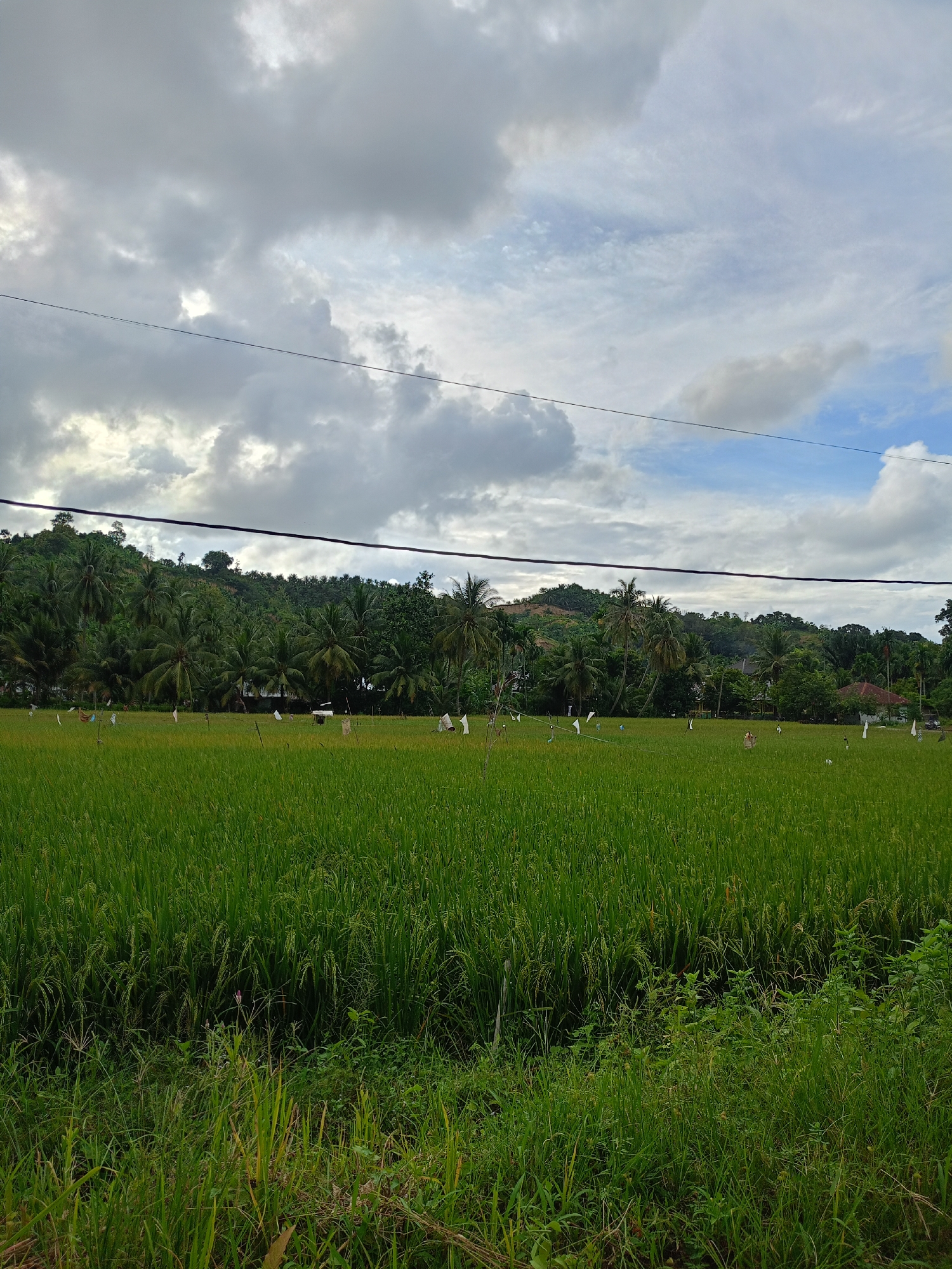 The image depicts a lush, green rice paddy in Palohpanyang, Indonesia. The foreground features dense vegetation and grasses. The rice paddy stretches into the midground, dotted with scarecrows or flags. In the background, a hill covered in trees, including palm trees, rises against a cloudy sky. An electrical wire cuts across the upper part of the image. A building with a red roof is partially visible amongst the trees.