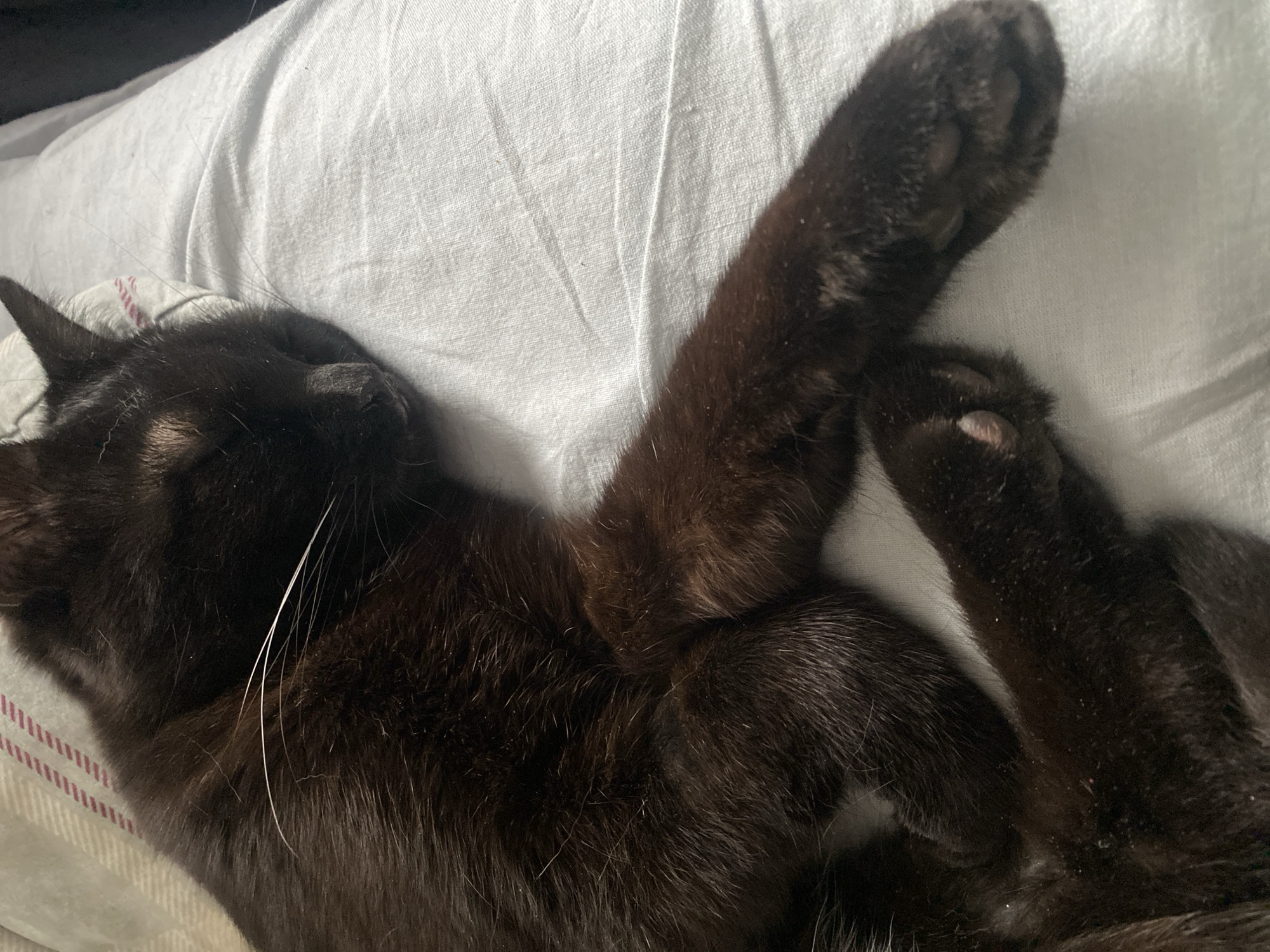 A black cat is lying on its back on a white bed sheet. The cat's head is in the lower left corner of the frame. Its paws are crossed over its chest. The cat appears to be sleeping.
There is no information suggesting the cat is located in Izhevsk, Russia.