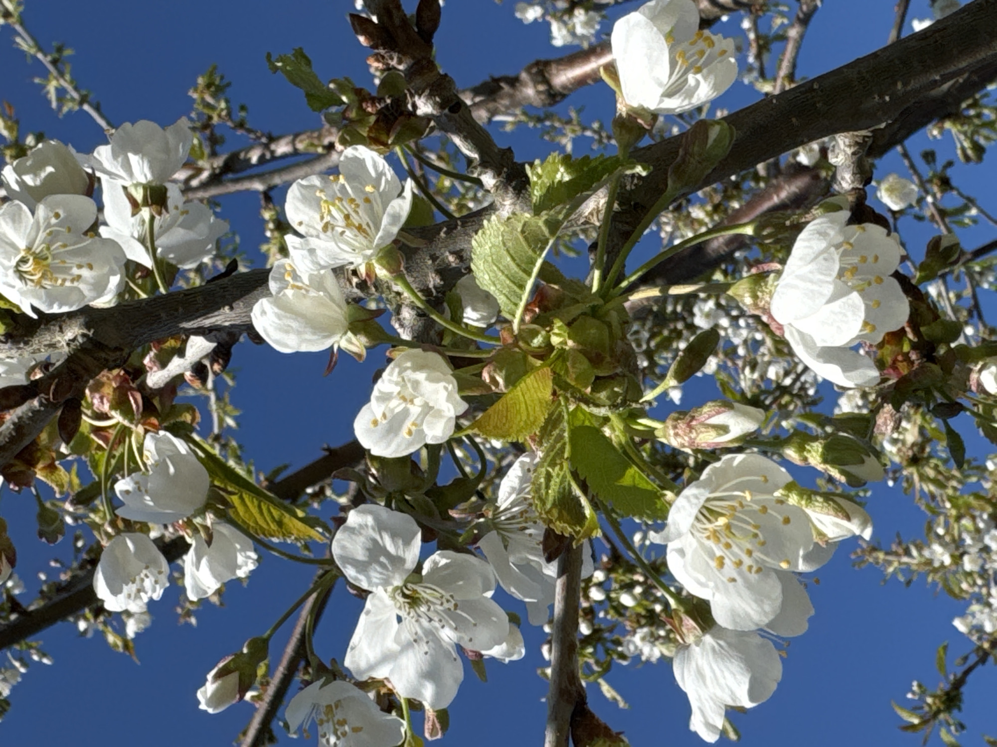 The image features white cherry blossoms blooming on a tree branch against a clear blue sky. The blossoms are in various stages of bloom, some fully open with visible yellow stamens and others still in bud. Small, green leaves are also present on the branches. The location is inferred based on the prompt, but without visual confirmation, it's purely speculative that this is in Steklyannyi, Russia.