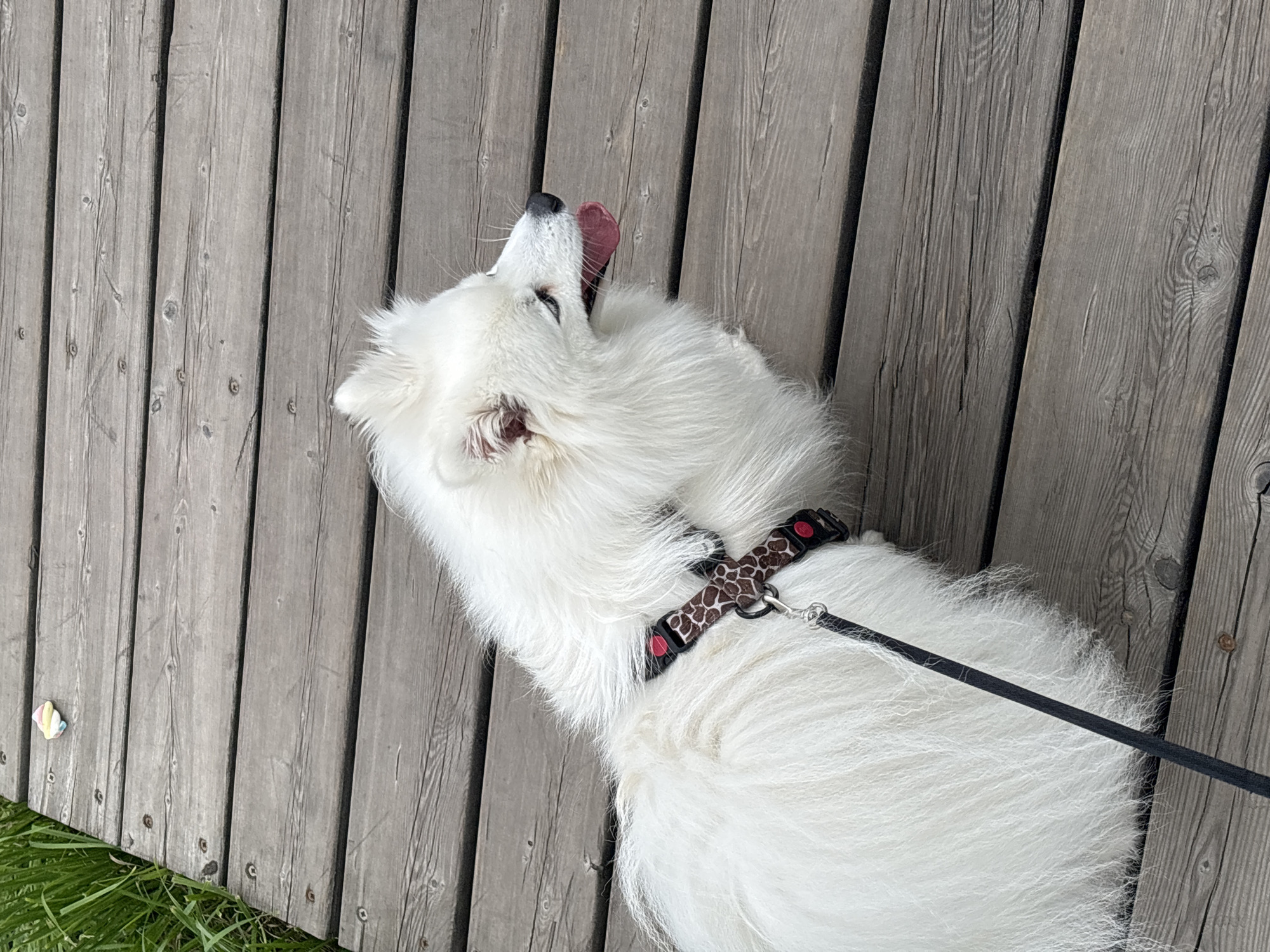 A fluffy white dog with a dark and tan patterned collar and leash is lying on a wooden boardwalk. The dog's tongue is sticking out. To the left of the boardwalk is tall green grass. In the upper left corner of the image, on the boardwalk, there is a small, colorful object that appears to be a marshmallow. The scene is set on a boardwalk in Kazan, Russia.