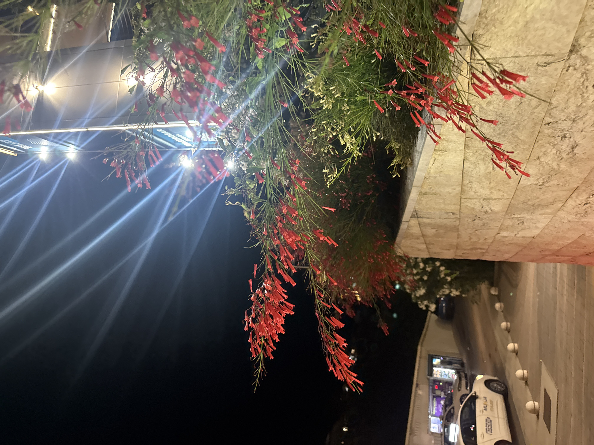 The image shows a close-up of red tubular flowers against a backdrop of a modern building at night. The building is illuminated by bright lights, some of which create a lens flare effect in the photograph. The flowers are in the foreground, with their delicate stems and vibrant red blossoms cascading downwards. Behind the flowers, the building's facade is visible, featuring clean lines and large windows. The overall scene suggests an urban environment, possibly a street or public space, where nature and modern architecture coexist. The specific location in Boreti, Montenegro is not discernible from the visual information present in the image.