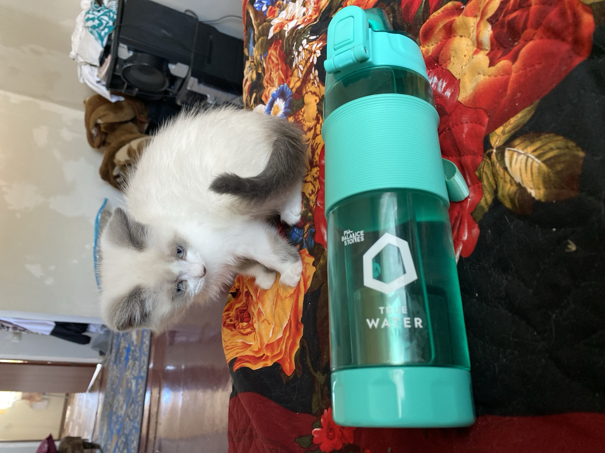 A fluffy, light-colored kitten with blue eyes and grey markings on its ears and tail sits on a bed covered with a floral-patterned comforter. In front of the kitten, a teal-colored water bottle lies horizontally. The background shows a room with wooden floors, a rug, a doorway, and a speaker. This scene appears to be indoors in a residential setting.