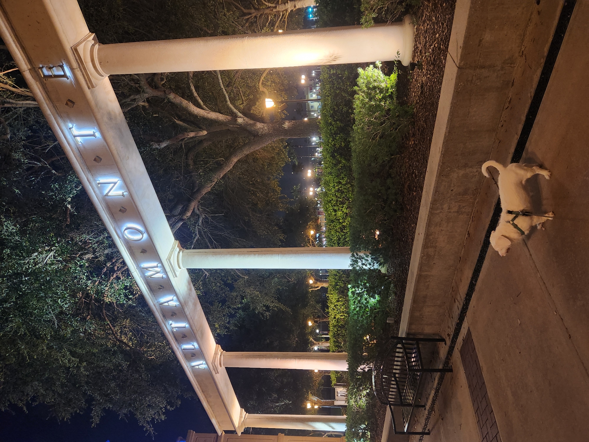 This is an outdoor, nighttime photograph taken in Altamonte Springs, United States of America. The scene features a white dog lying down on a concrete path, facing away from the camera. The dog is wearing a harness. To the left of the path, there are several large white columns and an archway. Illuminated text, appearing to spell out "ENTERTAINMENT," is embedded in the archway. Behind the archway and columns, there are trees with bare branches and lush green bushes, some of which are lit by spotlights. Further in the background, streetlights and buildings are visible, suggesting an urban or developed area. The overall lighting suggests it is nighttime, and the presence of streetlights and illuminated text reinforces this. The setting appears to be an entrance or walkway area, possibly in a park, entertainment district, or shopping center. The atmosphere is calm and quiet, with the dog appearing relaxed.