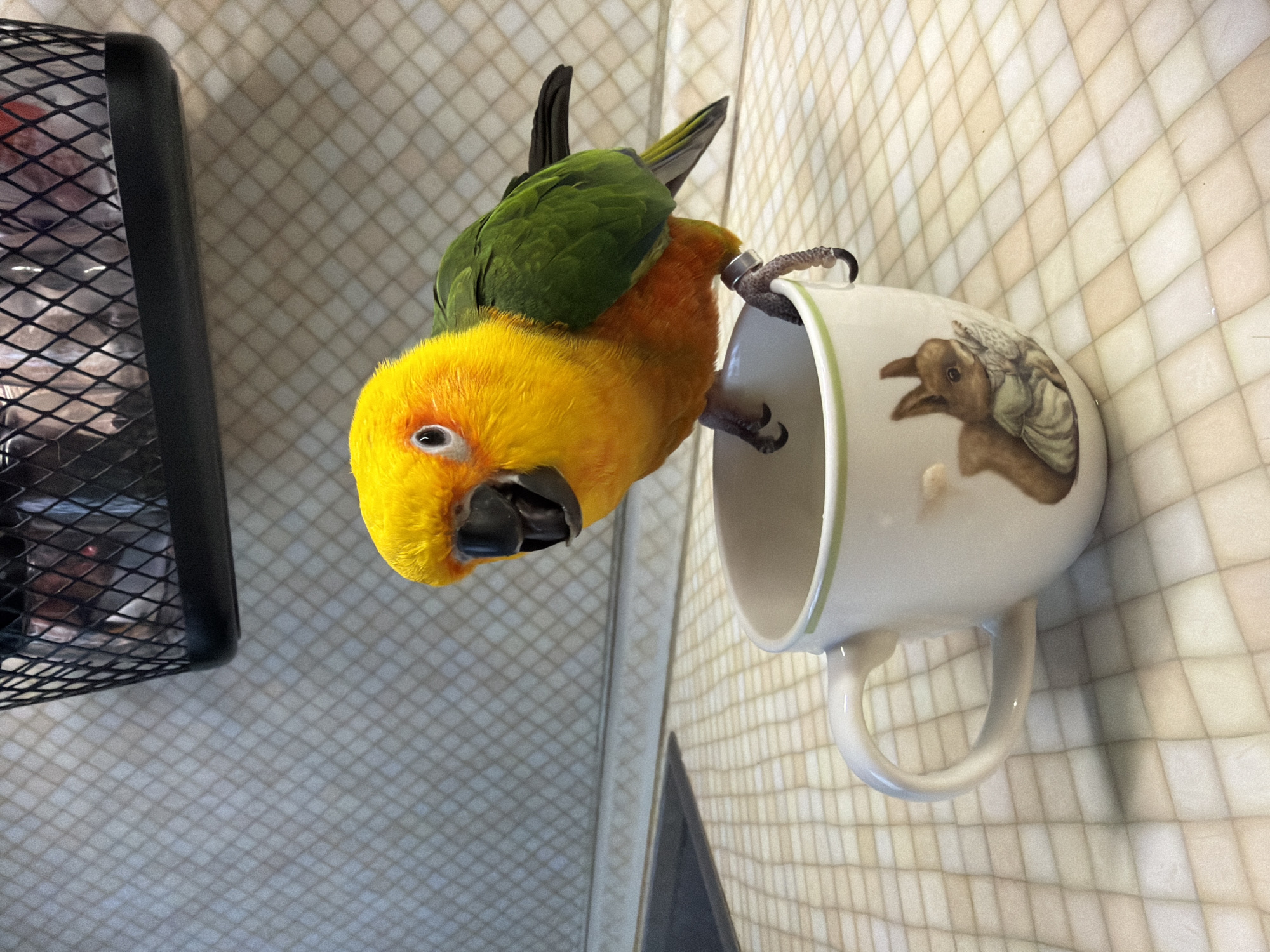 A sun conure perches on the rim of a white mug with a brown rabbit design. The mug sits on a surface with a tile pattern. A black wire basket is visible in the background. The location is not discernible.