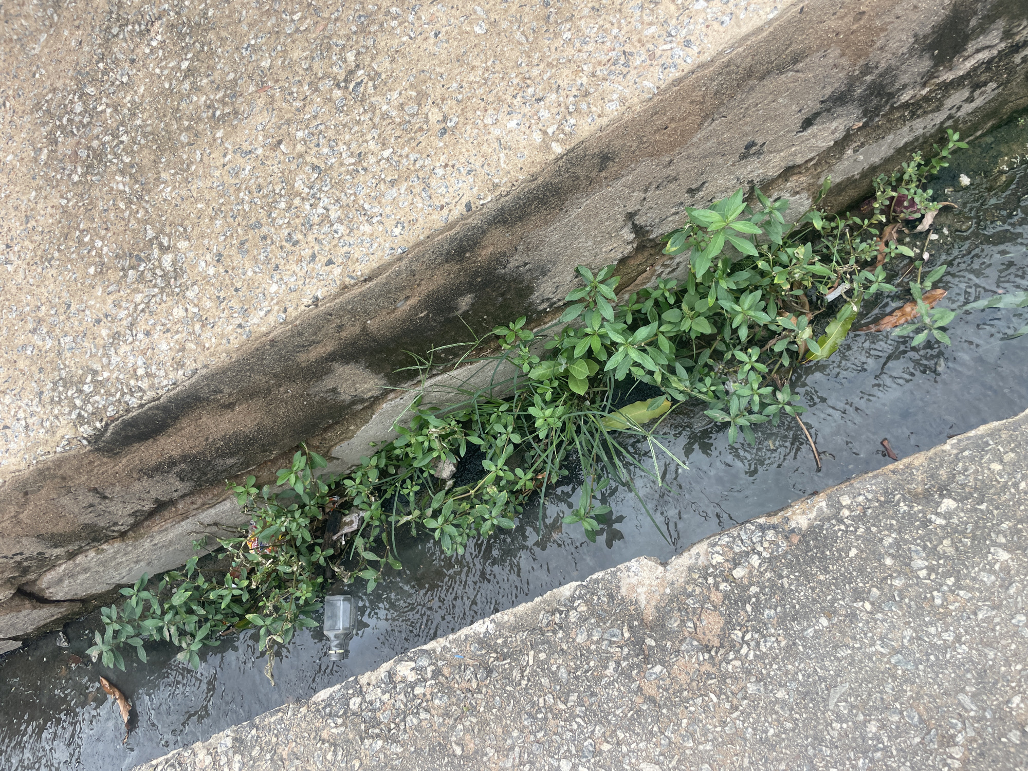 A close-up, overhead view captures a drainage ditch filled with murky water. Lush green plants with small leaves sprout from the embankment and reach into the water. Scattered debris, including leaves and a small clear plastic bottle, are visible in the ditch. The concrete surrounding the ditch is rough and textured, with visible aggregate. The lighting suggests it is daytime. The scene is a common urban or semi-urban environment, possibly in Jimeta, Nigeria, characterized by its functional infrastructure and the opportunistic growth of vegetation. No specific activity or event is depicted; the image focuses on the static scene of the ditch.