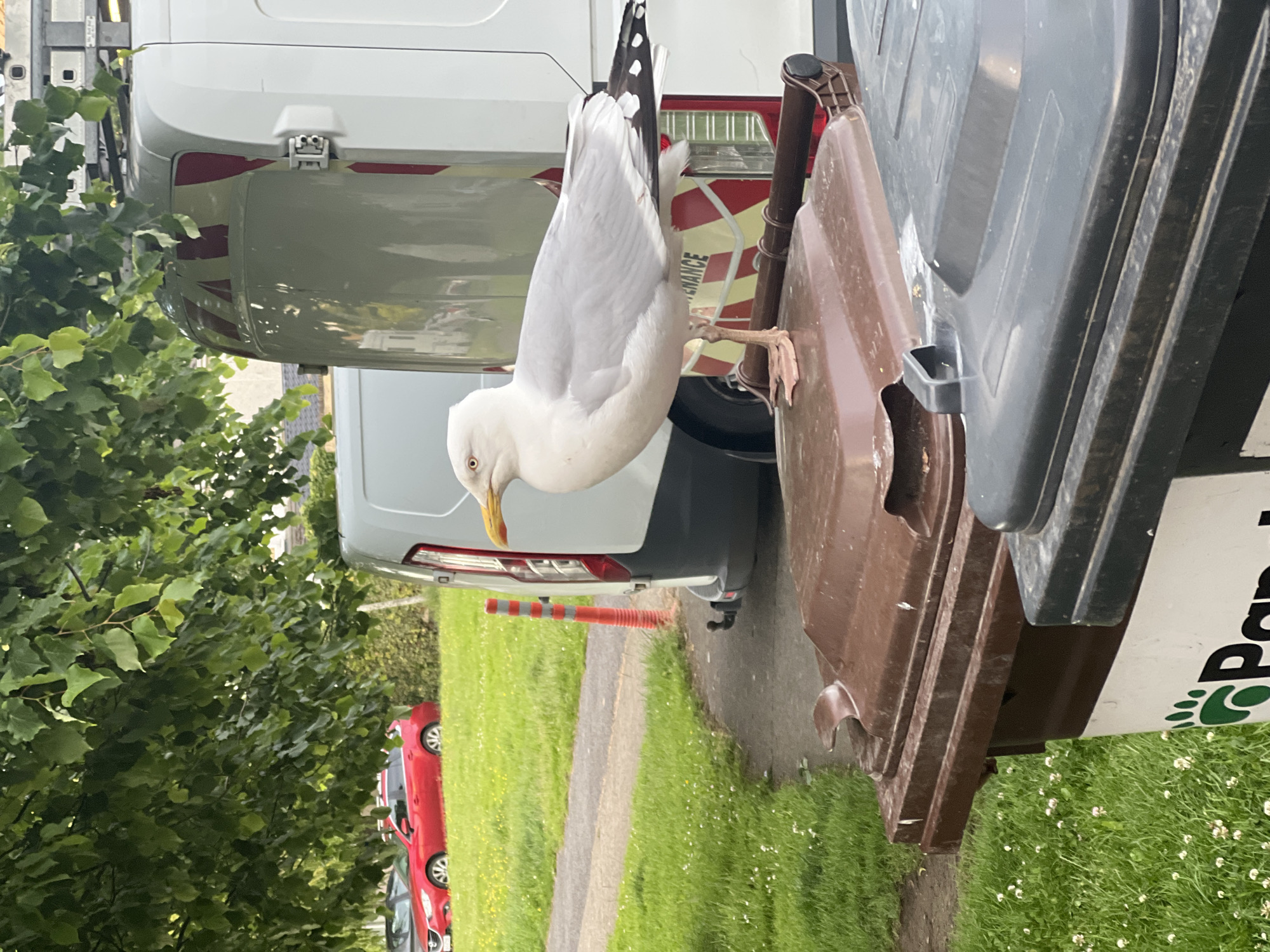 A large seagull stands on top of a brown garbage bin in Balbriggan, Ireland. The bird is predominantly white with light grey wings and black-tipped wing feathers. It has a yellow beak and pink legs and feet. The seagull is facing left, looking away from the camera. Behind the seagull, a white van with red and yellow reflective stripes is parked. In the background, a red car is visible on a grassy area. The foreground shows more garbage bins, one of which is dark grey. The environment appears to be an outdoor urban setting with trees and green grass.