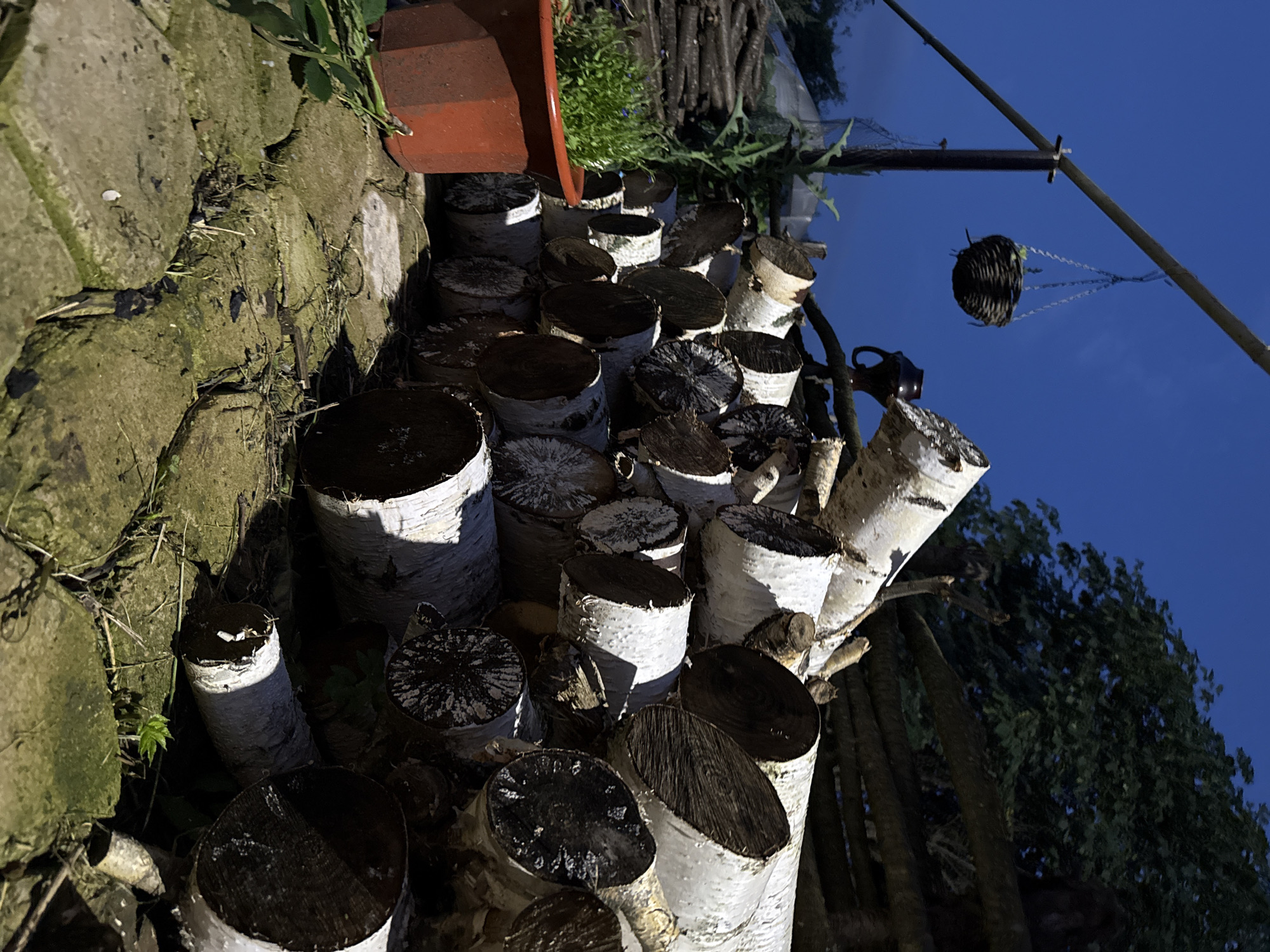 In Khokhryaki, Russia, a pile of cut birch logs lies stacked on a stone-paved surface under a deep blue twilight sky. A reddish-orange terracotta pot filled with lush green foliage sits to the left of the logs. Overhead, a dark woven basket hangs from a metal pole by chains. In the background, a wooden fence and dark green trees are visible. The scene suggests an outdoor setting, possibly a garden or yard.