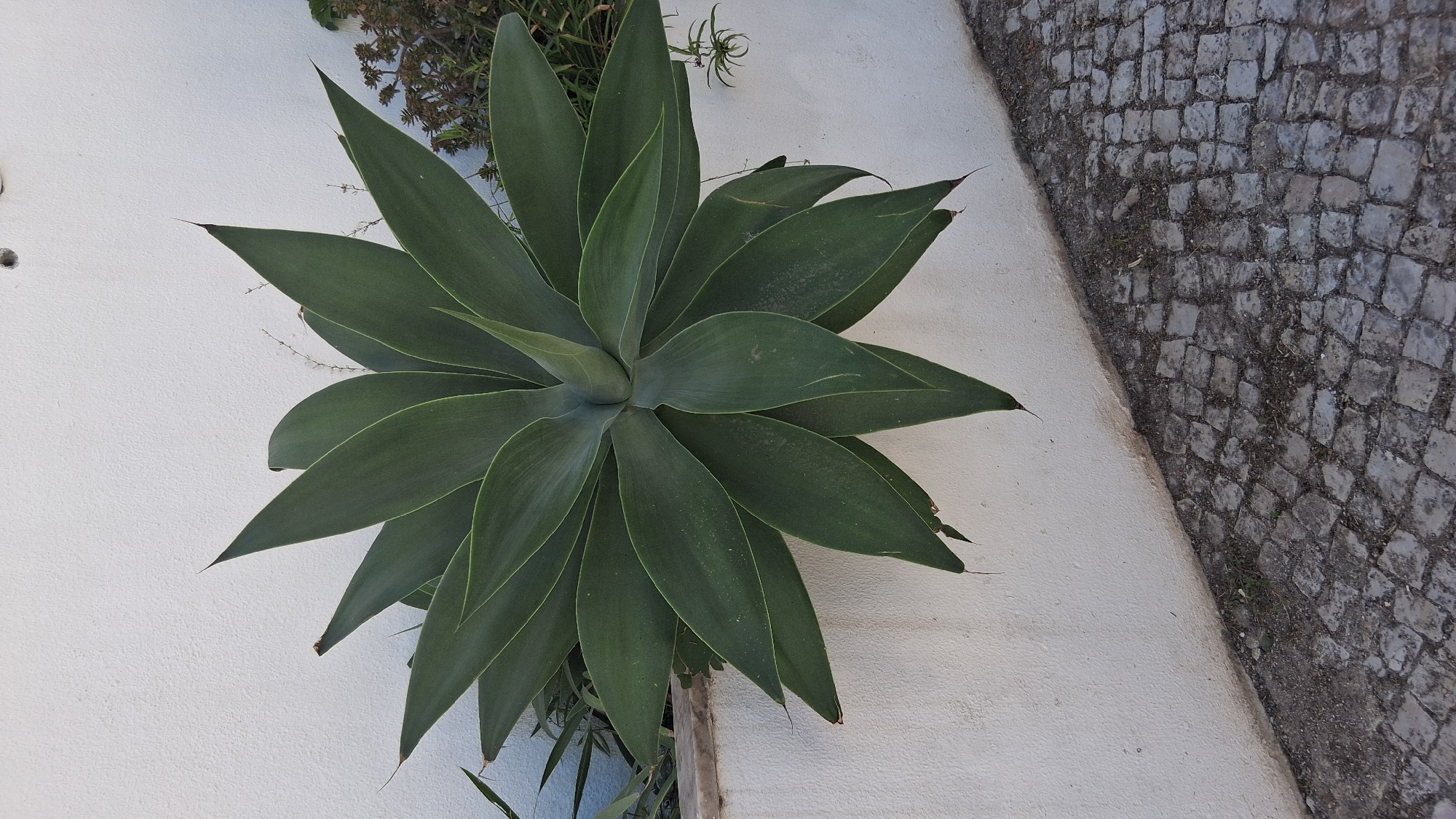 A large, dark green agave plant with pointed leaves is centered against a textured white wall. The plant grows from a raised planter box or edge made of concrete and stone. In the foreground, a cobblestone path is visible, leading away from the wall and plant. The scene appears to be outdoors, possibly in a garden or public space in Setúbal, Portugal.