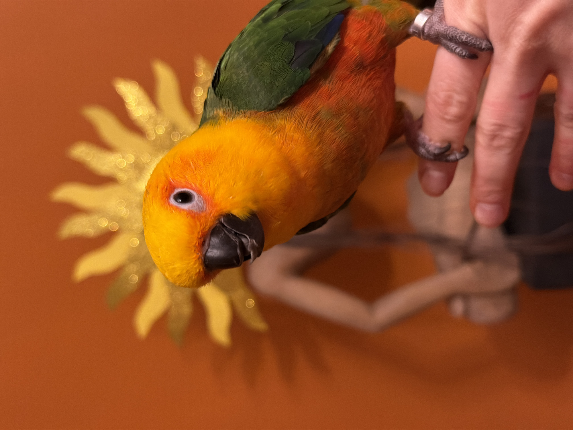 A close-up indoor shot features a colorful parrot perched on a person's finger. The parrot has vibrant yellow, orange, and green feathers. The person's hand is visible, with the parrot's foot gripping a finger. The background includes a decorative sunflower-shaped object and a branching wooden structure. The wall is a solid orange color.