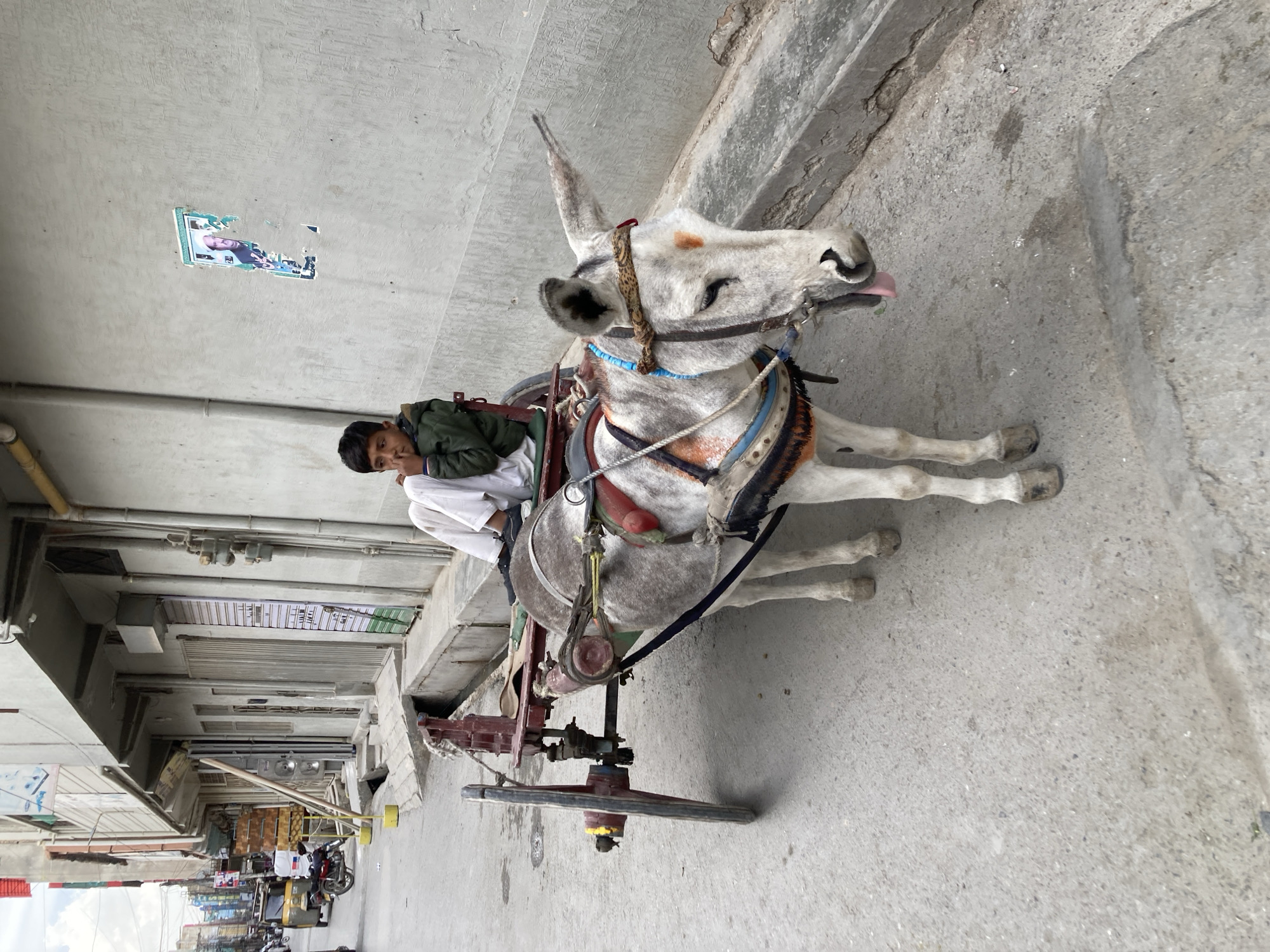 A street scene in Quetta City Tehsil, Pakistan, depicts a young boy riding a white donkey pulling a two-wheeled cart. The boy wears a green jacket and white pants, leaning slightly with his arm resting on the cart's side. The donkey's tongue is visible, protruding from its mouth. The cart appears to be constructed from wood and metal, with visible wheels and a harness connecting it to the donkey. The background shows a narrow street lined with buildings, some with closed metal shutters. A torn poster is affixed to a nearby wall. The road surface is paved and appears weathered. Further down the street, other vehicles and people can be discerned in the blurred distance.