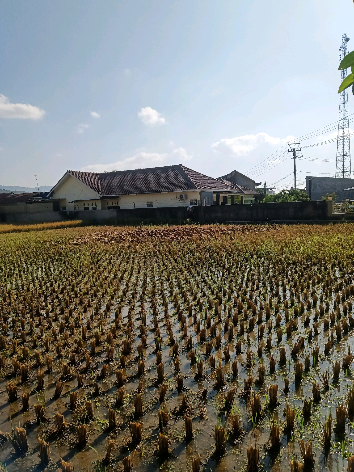 A wide shot captures a rice field in Garut, Indonesia, with harvested rice stalks standing in shallow water, creating a patterned effect. In the background, a long, single-story building with a tiled roof is visible, situated behind a dark, low wall. A cell tower stands tall to the right of the image, with power lines connecting to a utility pole. A flock of ducks is present in the mid-ground of the rice field, clustered together. The sky is clear and blue with a few scattered white clouds. The overall scene depicts a rural or semi-rural landscape.