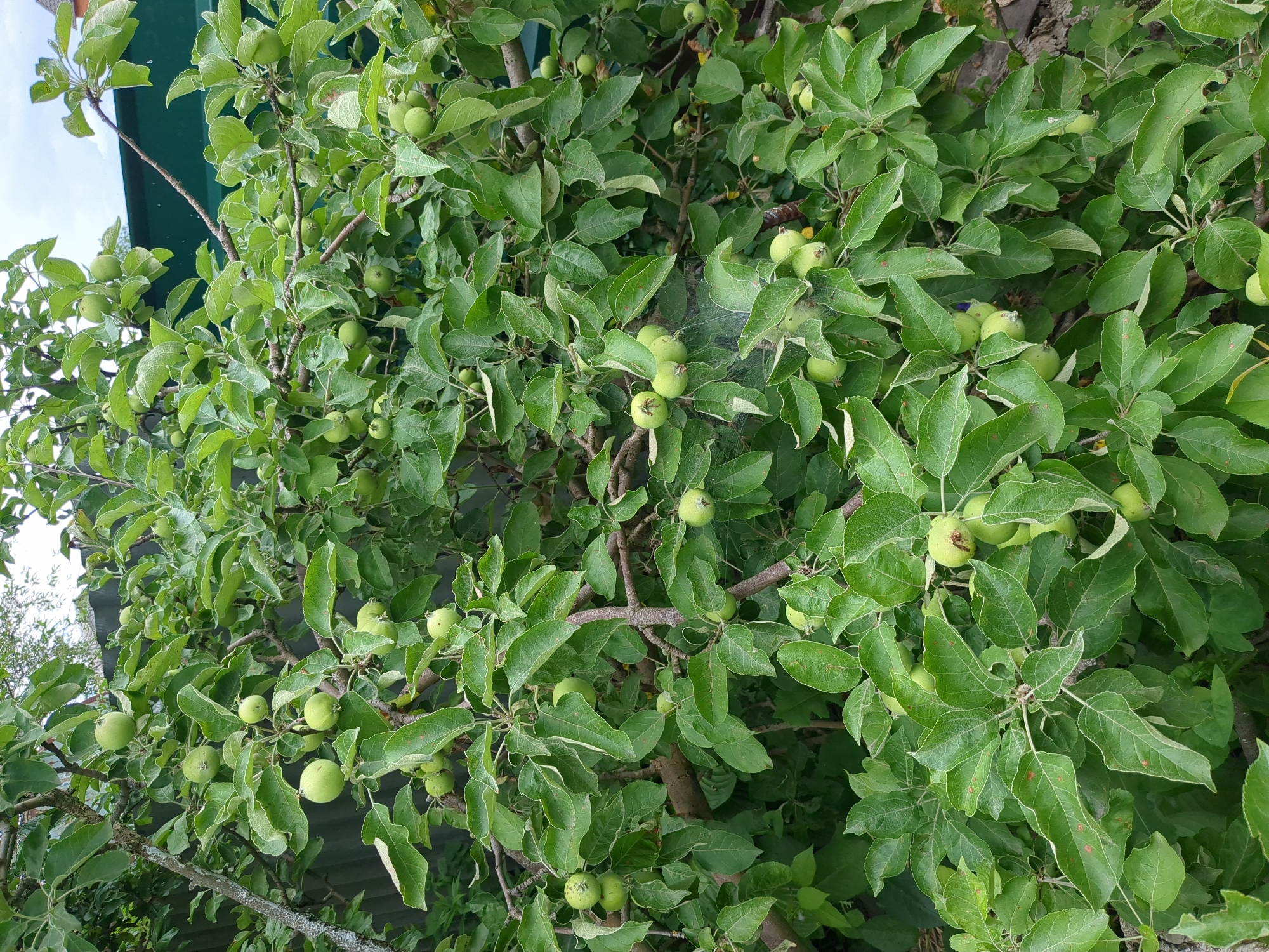A close-up, eye-level shot captures an apple tree laden with numerous small, green apples, situated outdoors. The tree's branches are densely populated with vibrant green leaves, some showing signs of disease or damage with small brown spots. Delicate spiderwebs are visible, clinging to some of the branches and leaves. In the background, a dark green corrugated metal fence is partially visible, suggesting a boundary or enclosure. The overall environment appears to be a garden or orchard. No people or animals are present in the image. The lighting indicates it is daytime, with overcast skies suggesting a cloudy or partly sunny condition. The scene is consistent with a residential or agricultural setting in Boryspil, Ukraine.
