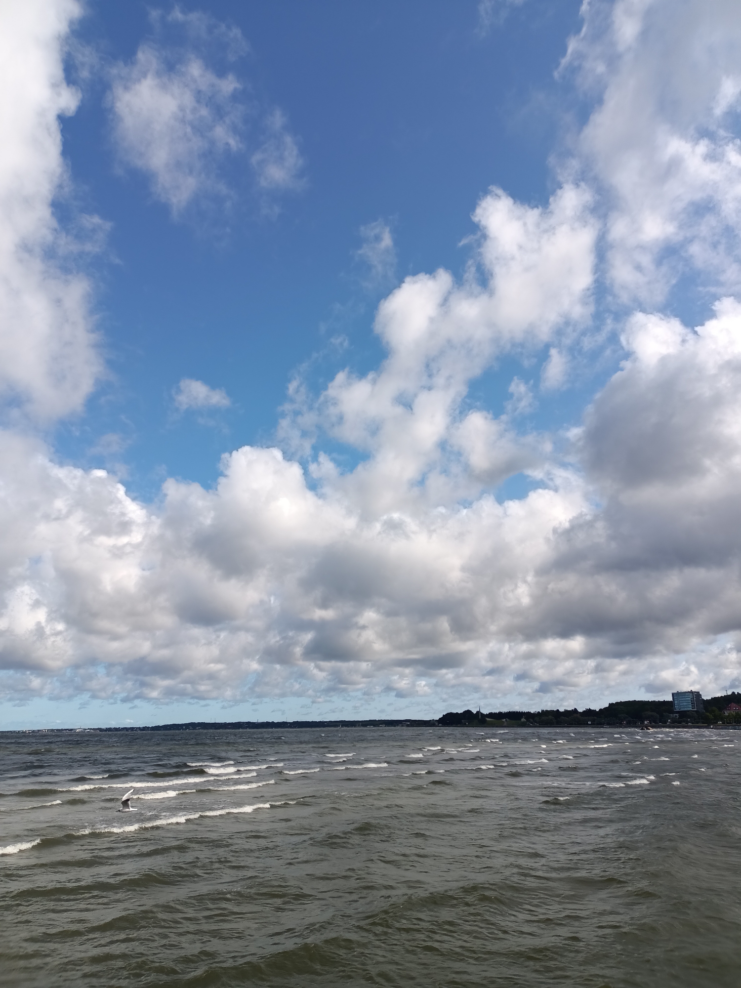A choppy, dark sea stretches to the horizon under a bright blue sky scattered with fluffy white clouds. The water is agitated with small waves and whitecaps. A single white seagull flies low over the water, with its wings outstretched. In the distance, a dark, tree-covered coastline is visible, dotted with buildings, including a modern high-rise. The scene appears to be of the Baltic Sea, possibly near the Pirita district of Tallinn, Estonia, known for its coastline and beaches.